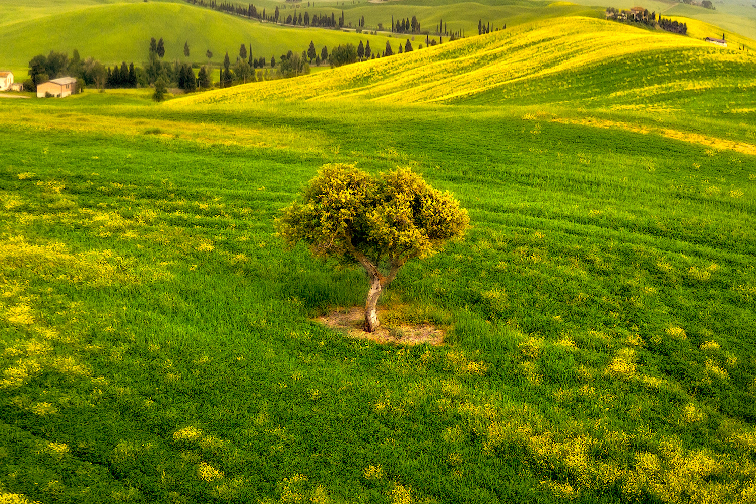 Albero solitario nel paesaggio della Val d'Orcia