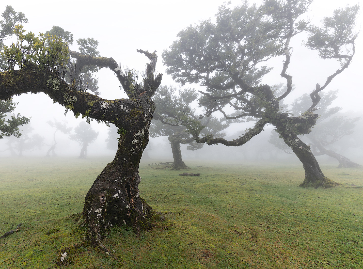 Foresta di Fanal a Madeira