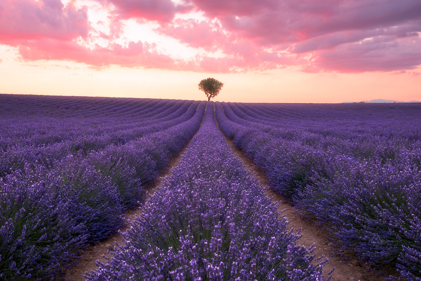 Tramonto sui campi di lavanda in Provenza