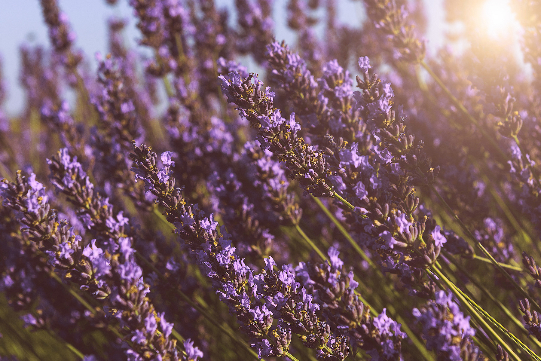 Lavanda in Provenza