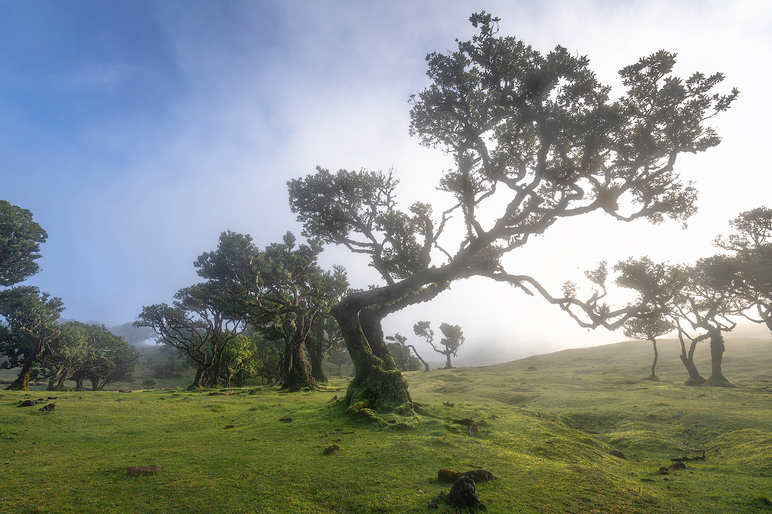 Foresta di Fanal a Madeira