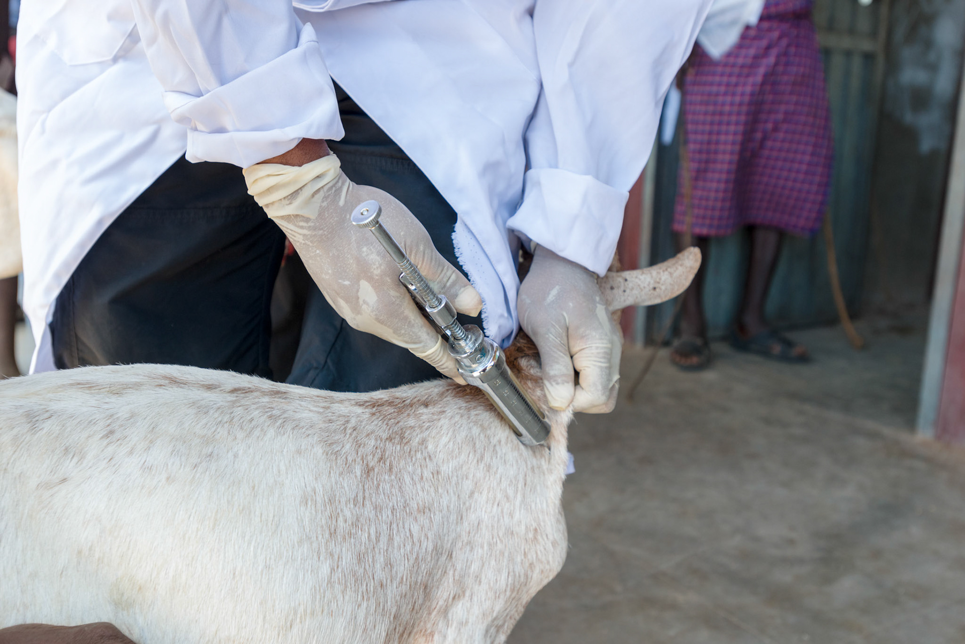Veterinary surgeons vaccinating goats prior to distribution.