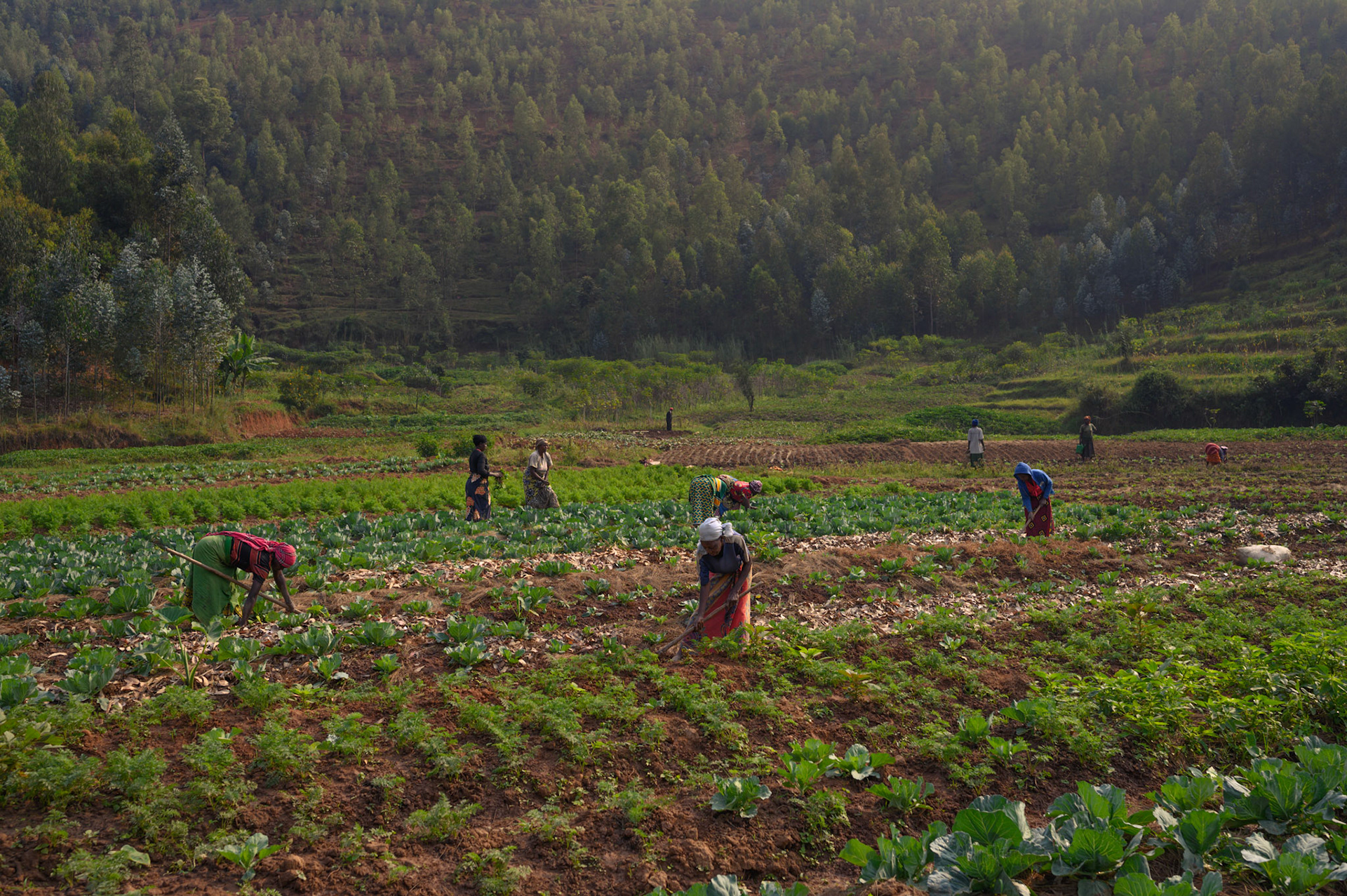Women from the Bwama Cell self-help groups at work in their collective garden early in the morning