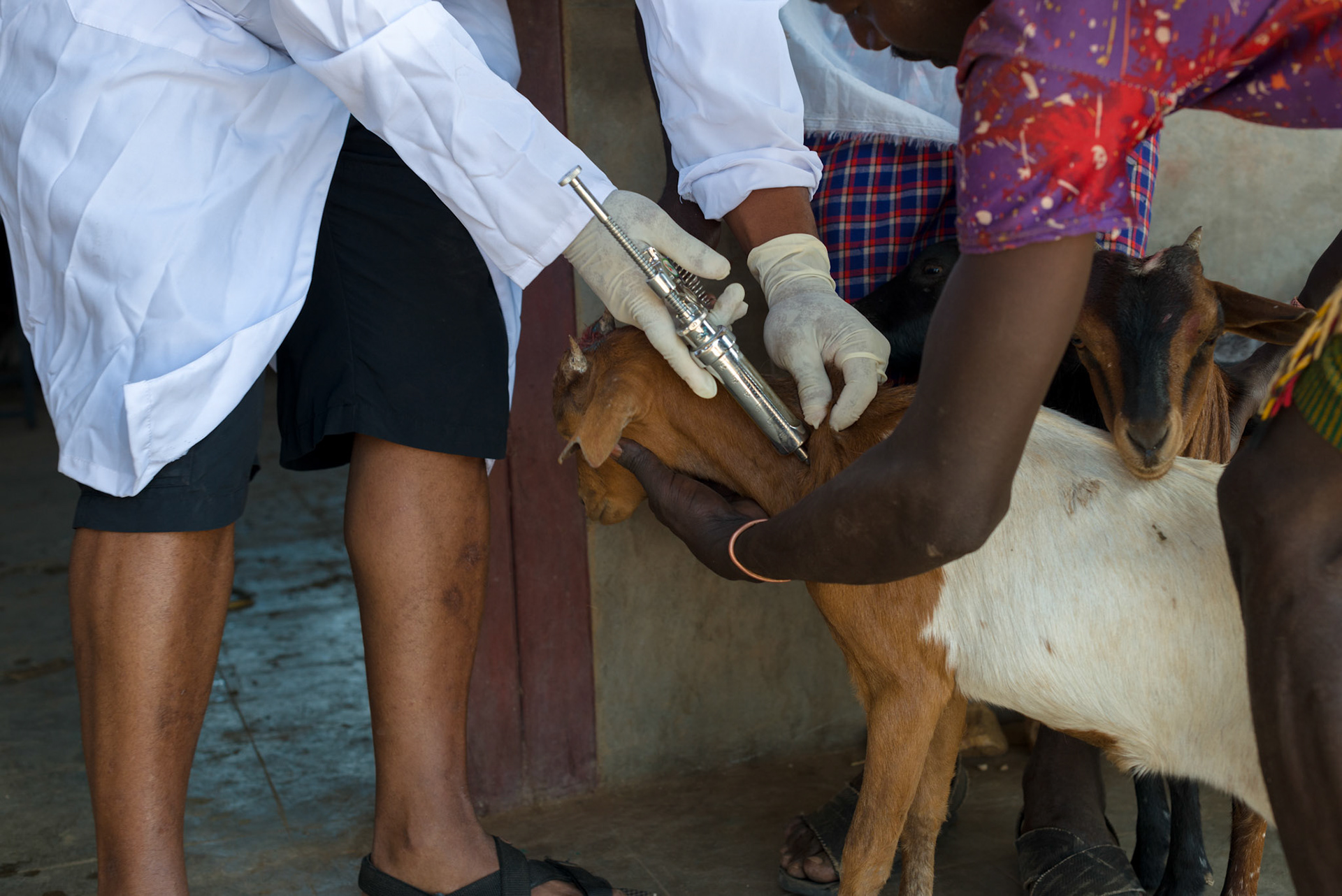 Veterinary surgeons vaccinating goats prior to distribution.
