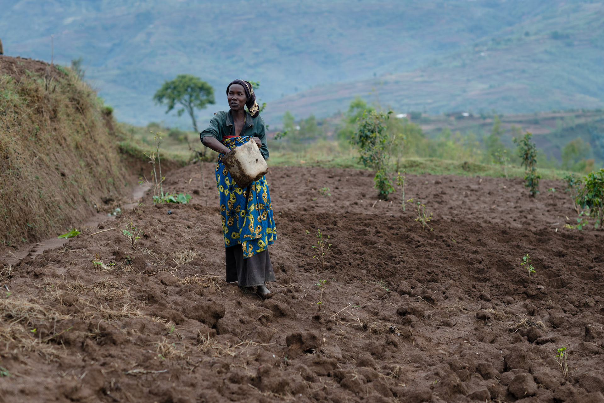 Immaculate spreads a mix of cow manure and grass onto a field as her husband digs pit for planting beans. The mixture is kept in a pit before use, forming a rich wet compost. This is so rich that the beans are sprouting within 48 hours.
Immaculate earns less than one US dollar a day for casual labouring.