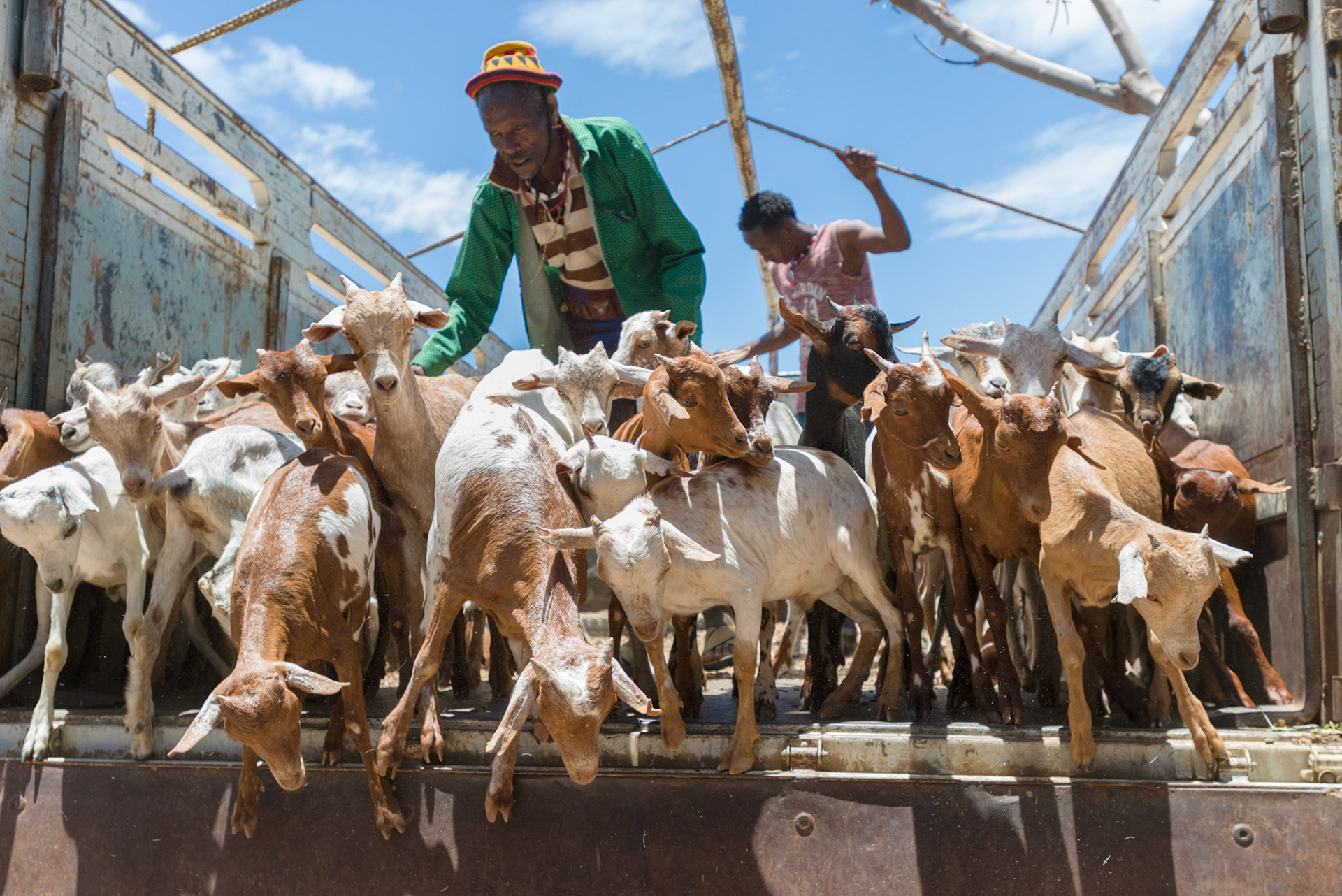 A truckload of goats being unloaded. They wil undergo a vetinary inspection and be ear-tagged before release.