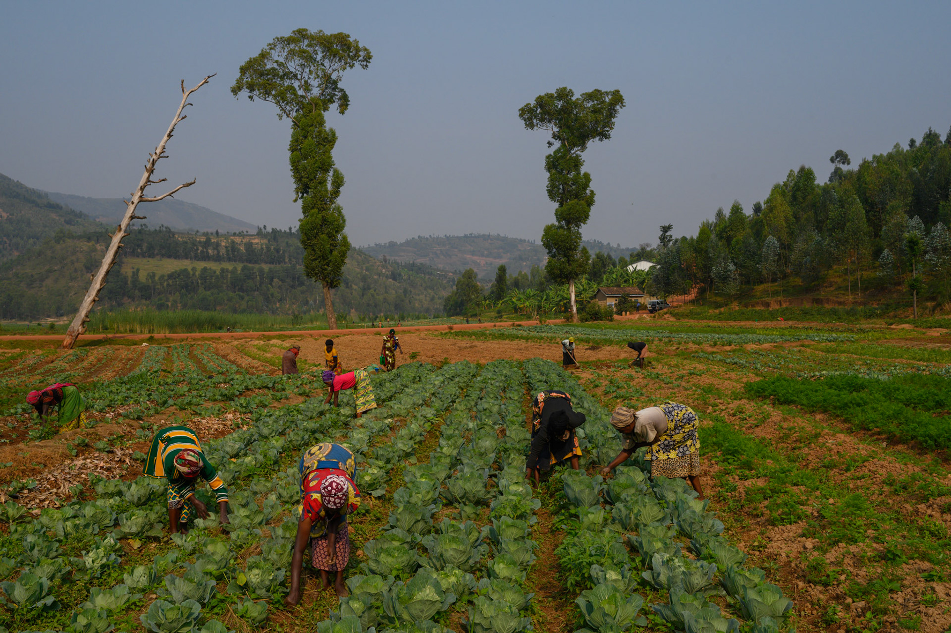 Women from the Bwama Cell self-help groups weeding their vegetable garden.