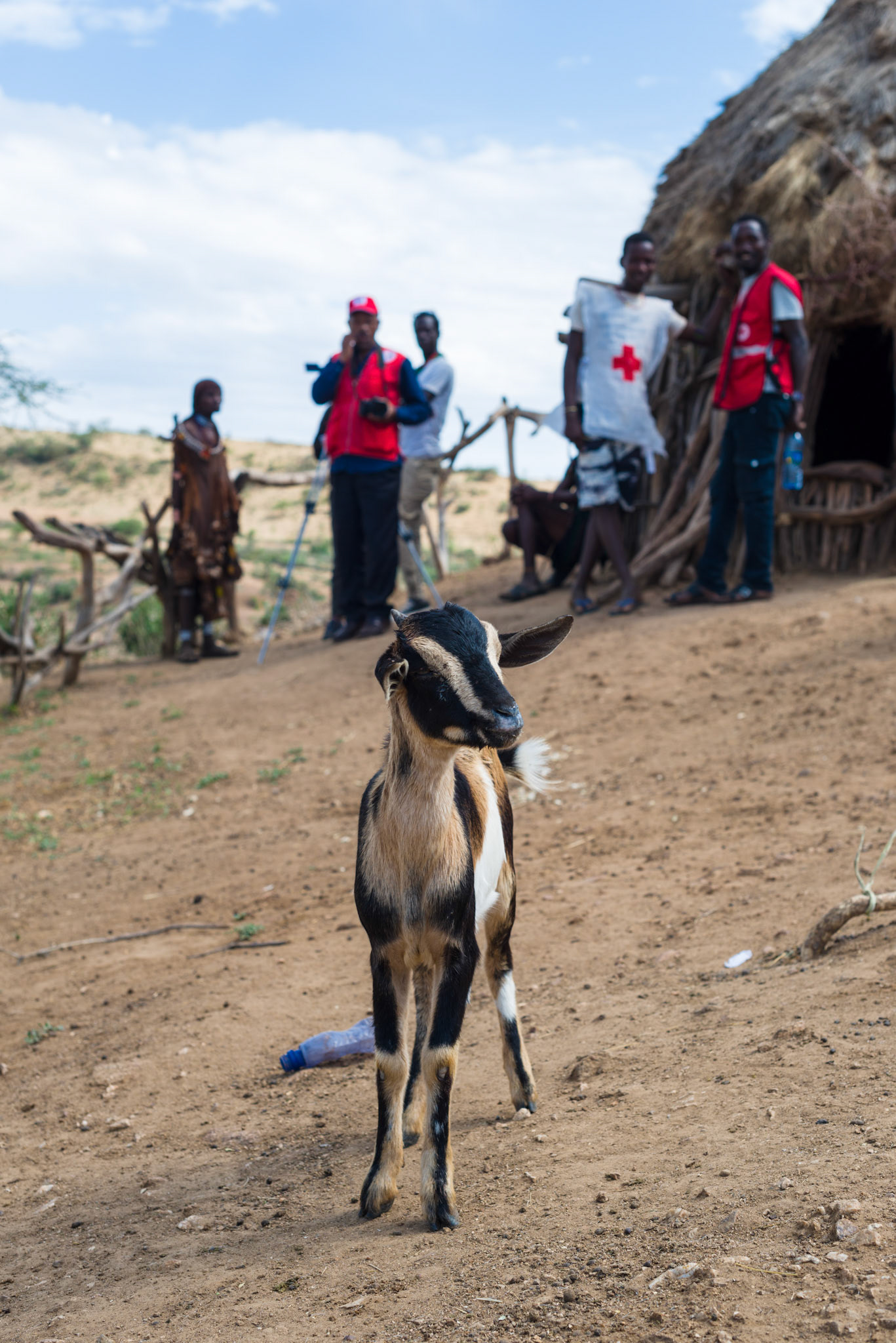 A previously distributed goat with the ERCS team in the background.
The goat's yellow ear tag has been removed. The ERCS distribution team stressed the importance of not removing the ear tags.