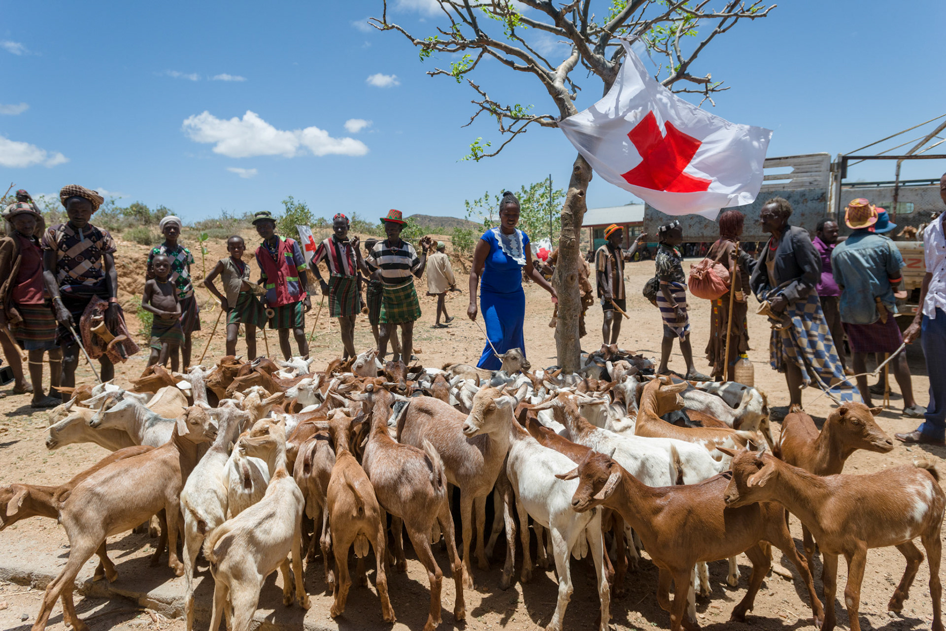 Goats unloaded from a truck prior to vetinary inspection and ear-tagging.
