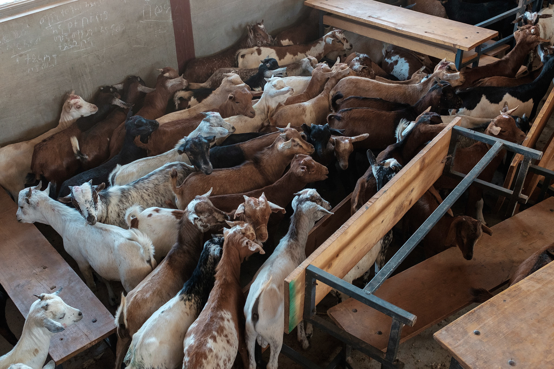 Goats held in a classroom for vetinary inspection.