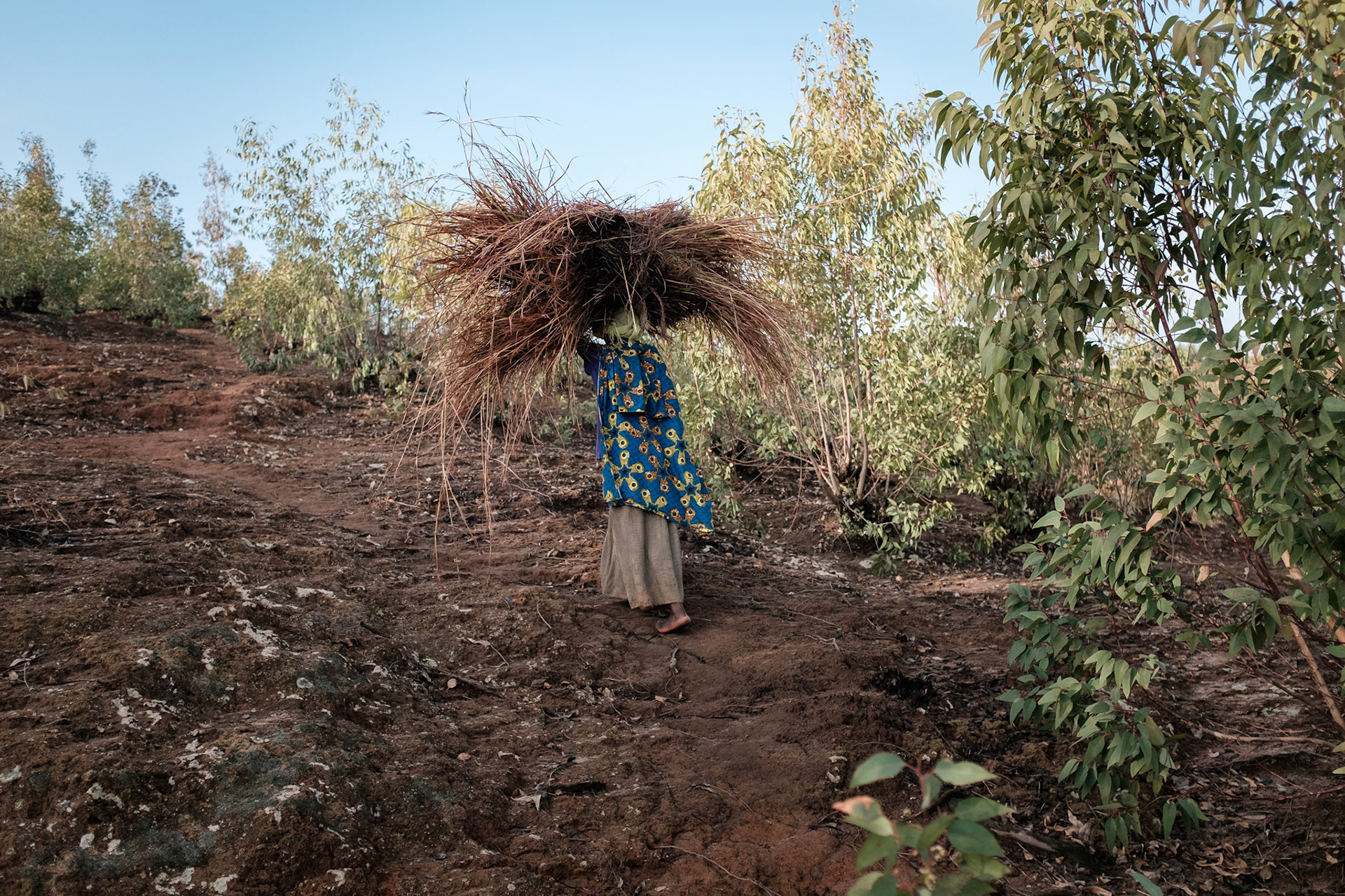 Immaculate returning from cutting grass on a hillside near the village.
The grass will be thrown into the cow's pen to mix with manure, and then placed into a pit. The grass and manure mixture will compost and is used as a rich fertilser.