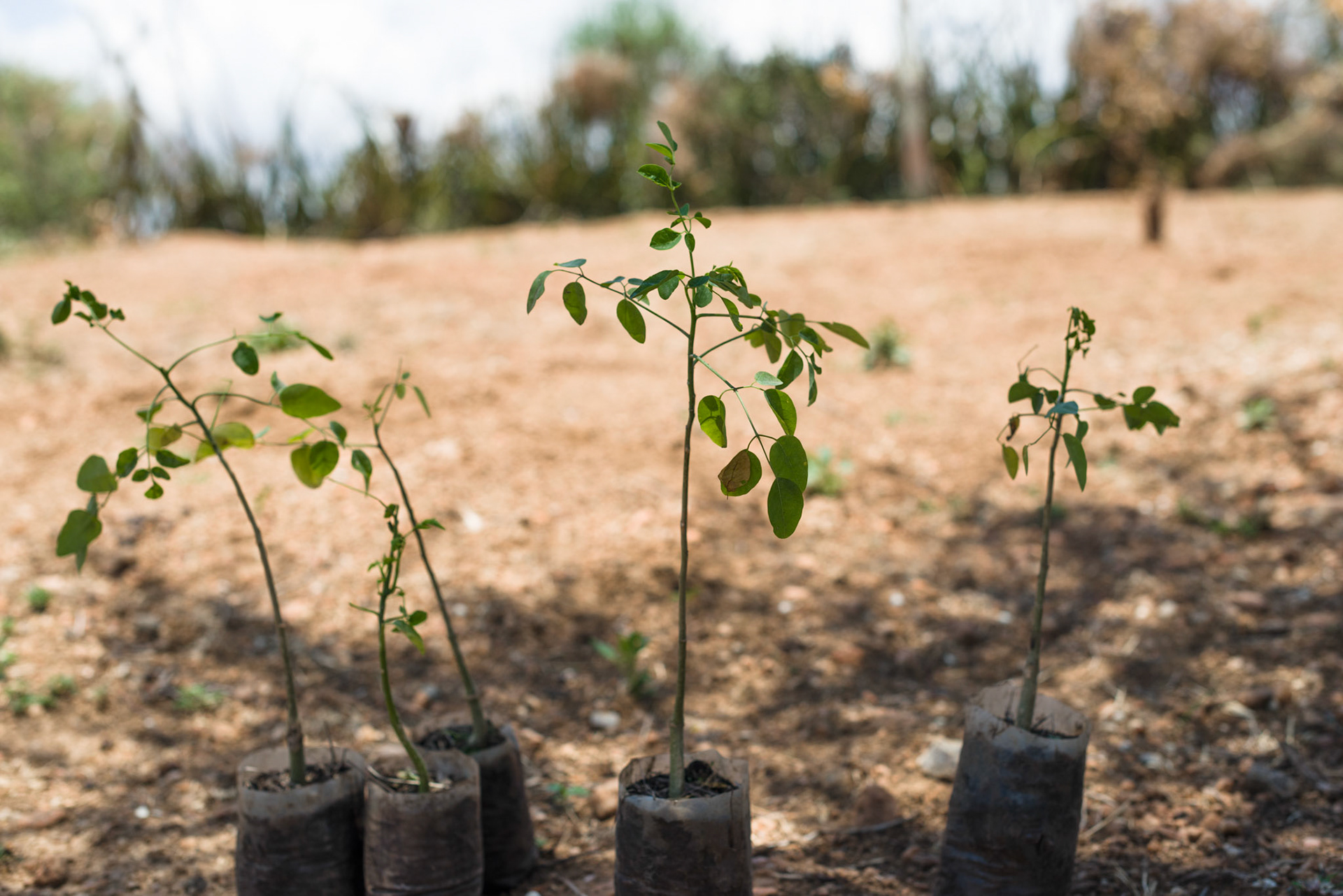 Moringa seedlings for distribution to the Asile kebele, Turmi woreda.