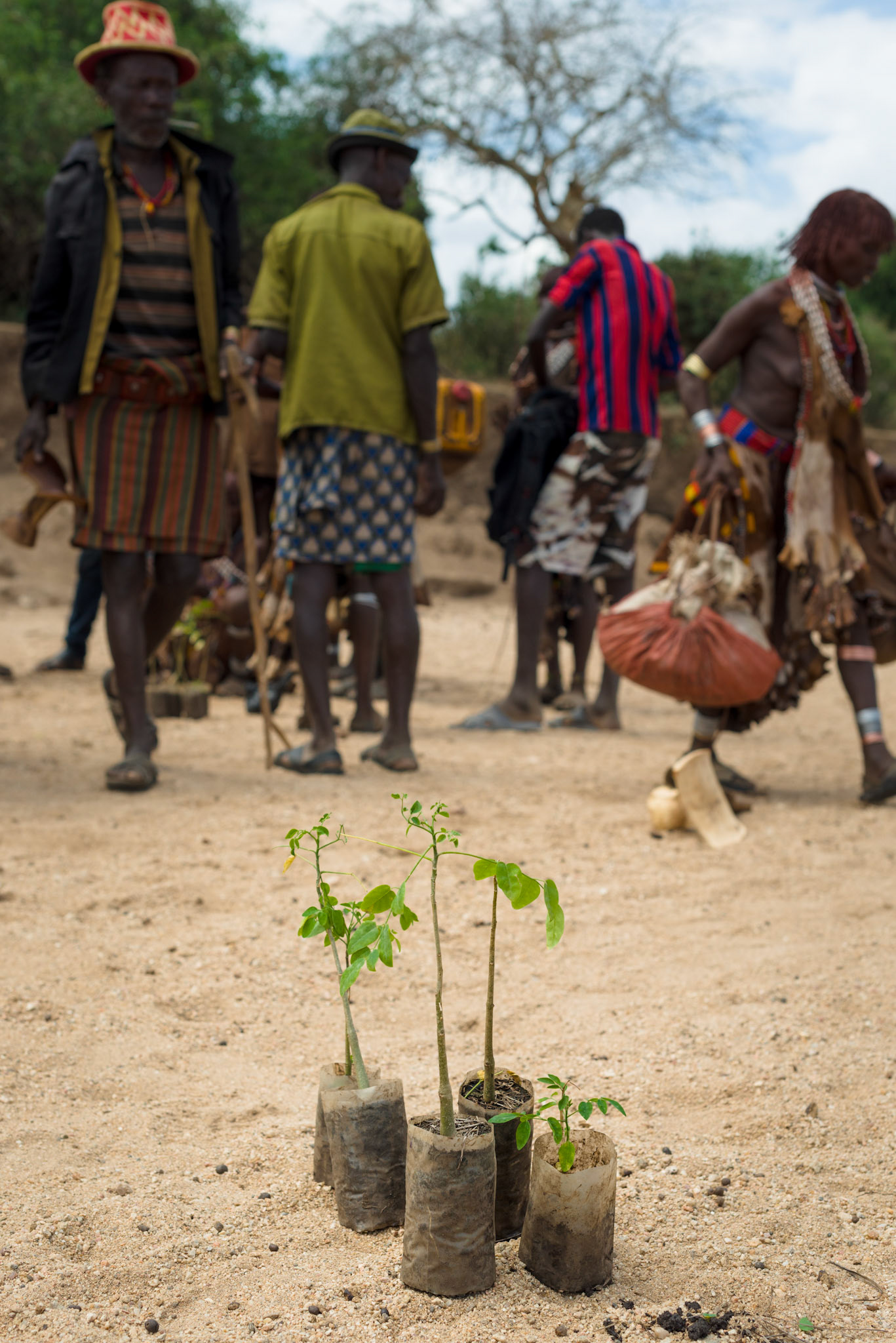 Moringa plants for distribution to Hamer people in the Asile kabele.