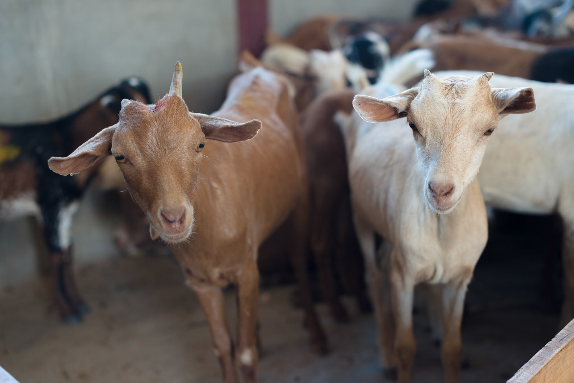 Goats held in a classroom for vetinary inspection.