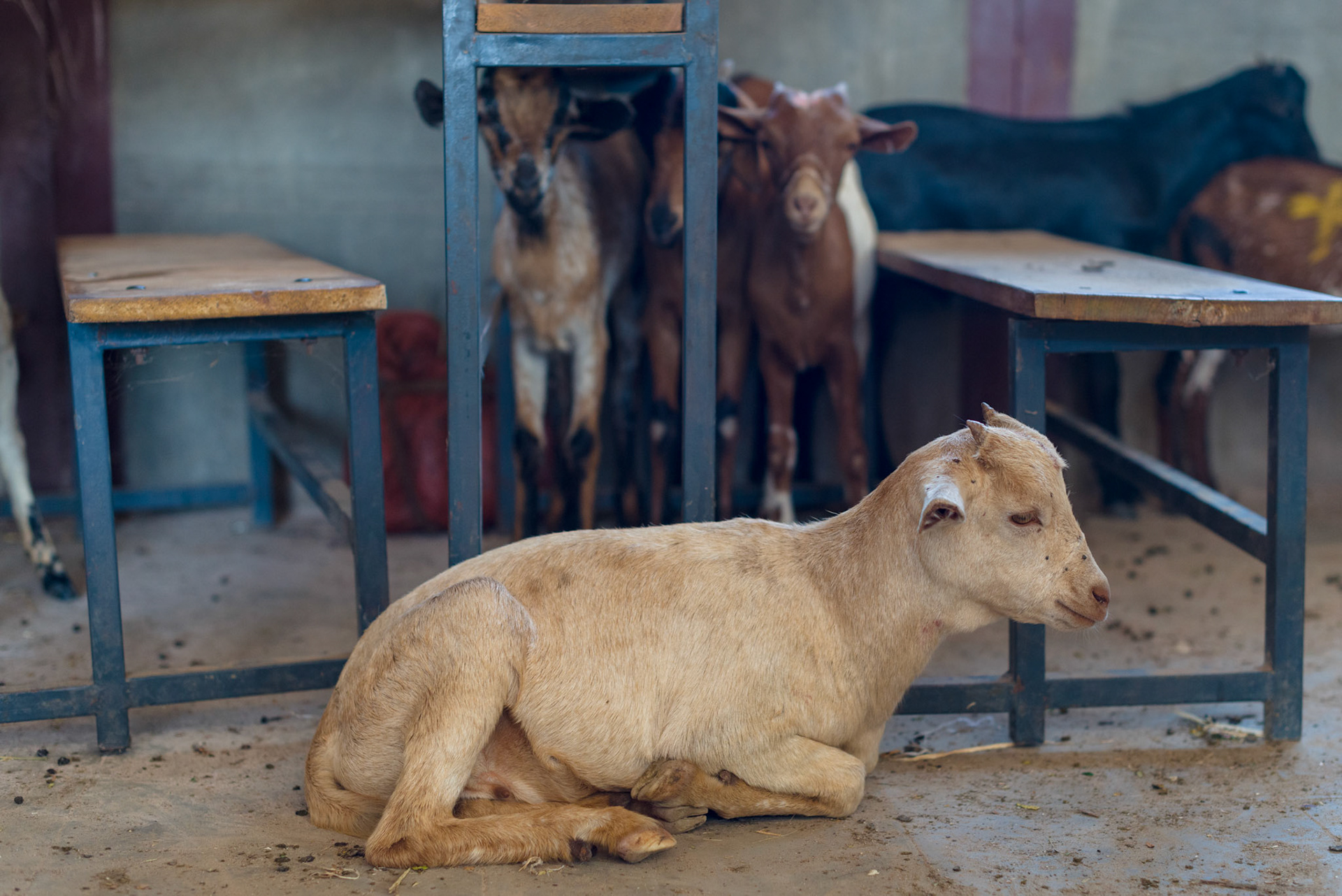 Goats held in a classroom for vetinary inspection.