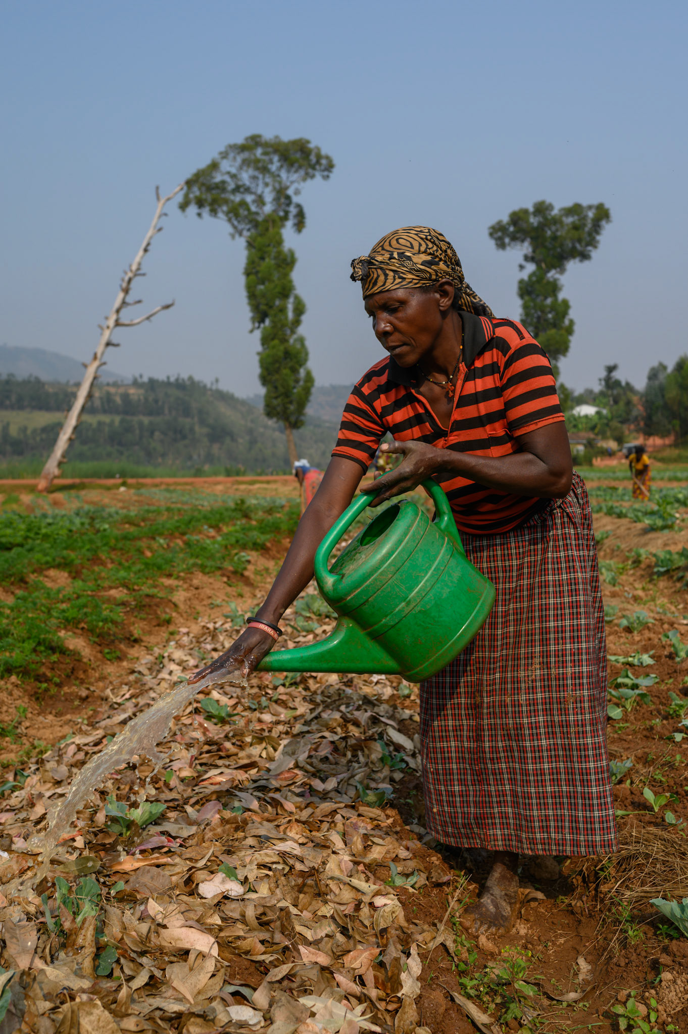 The crops are watered by hand when there is no rain