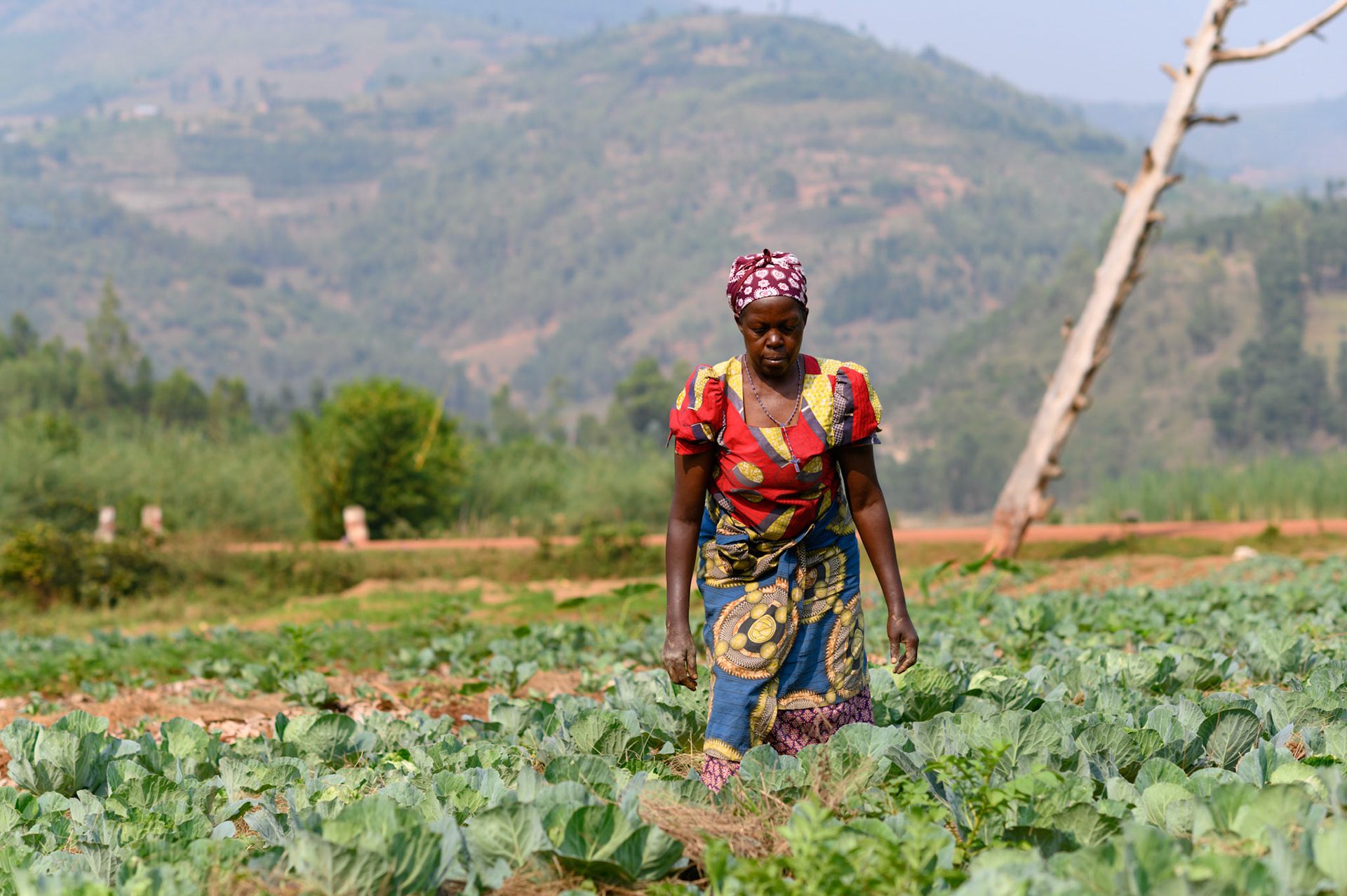 A woman pauses while weeding the onion crop.