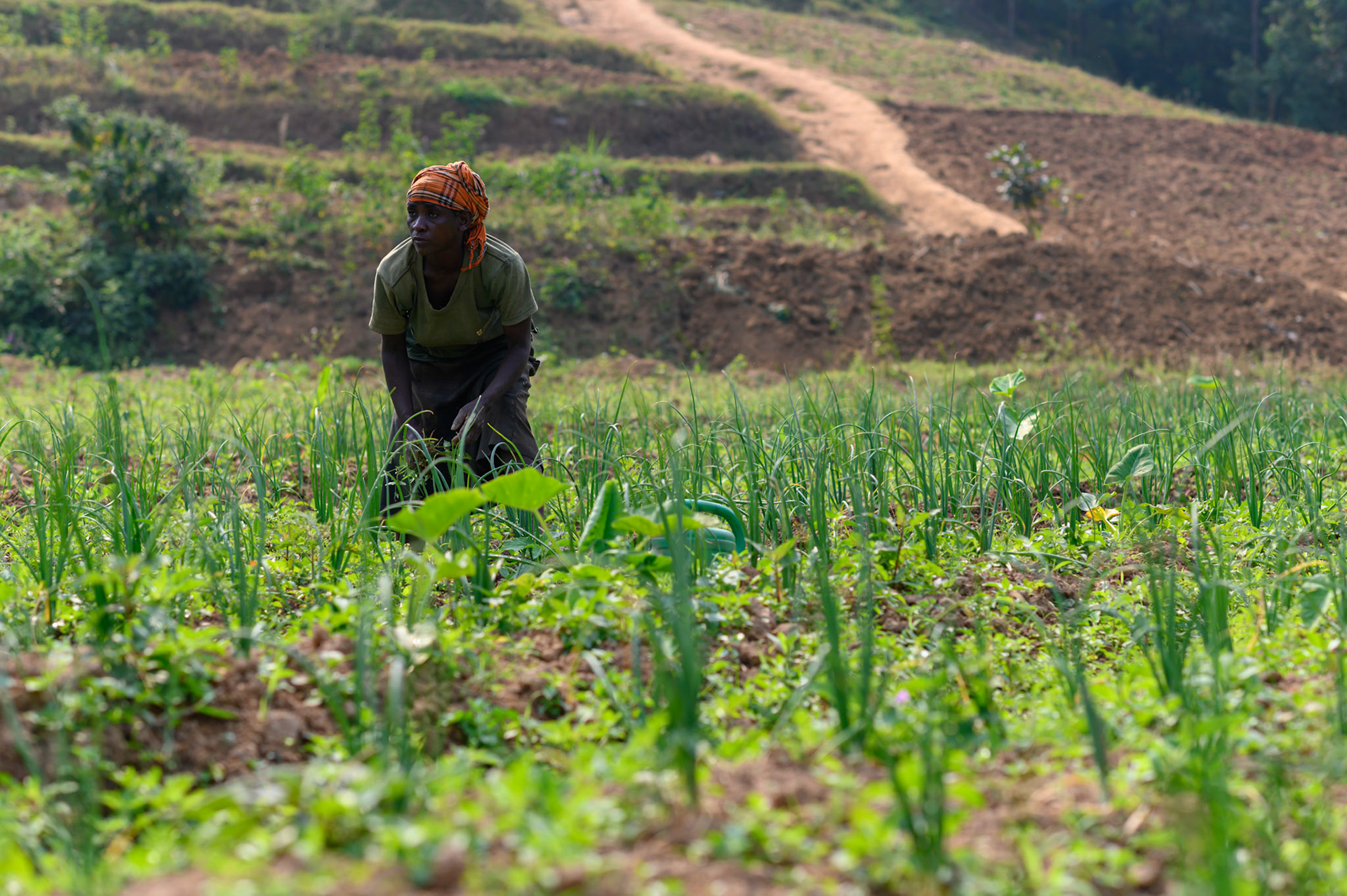 A woman pauses while weeding the onion crop.