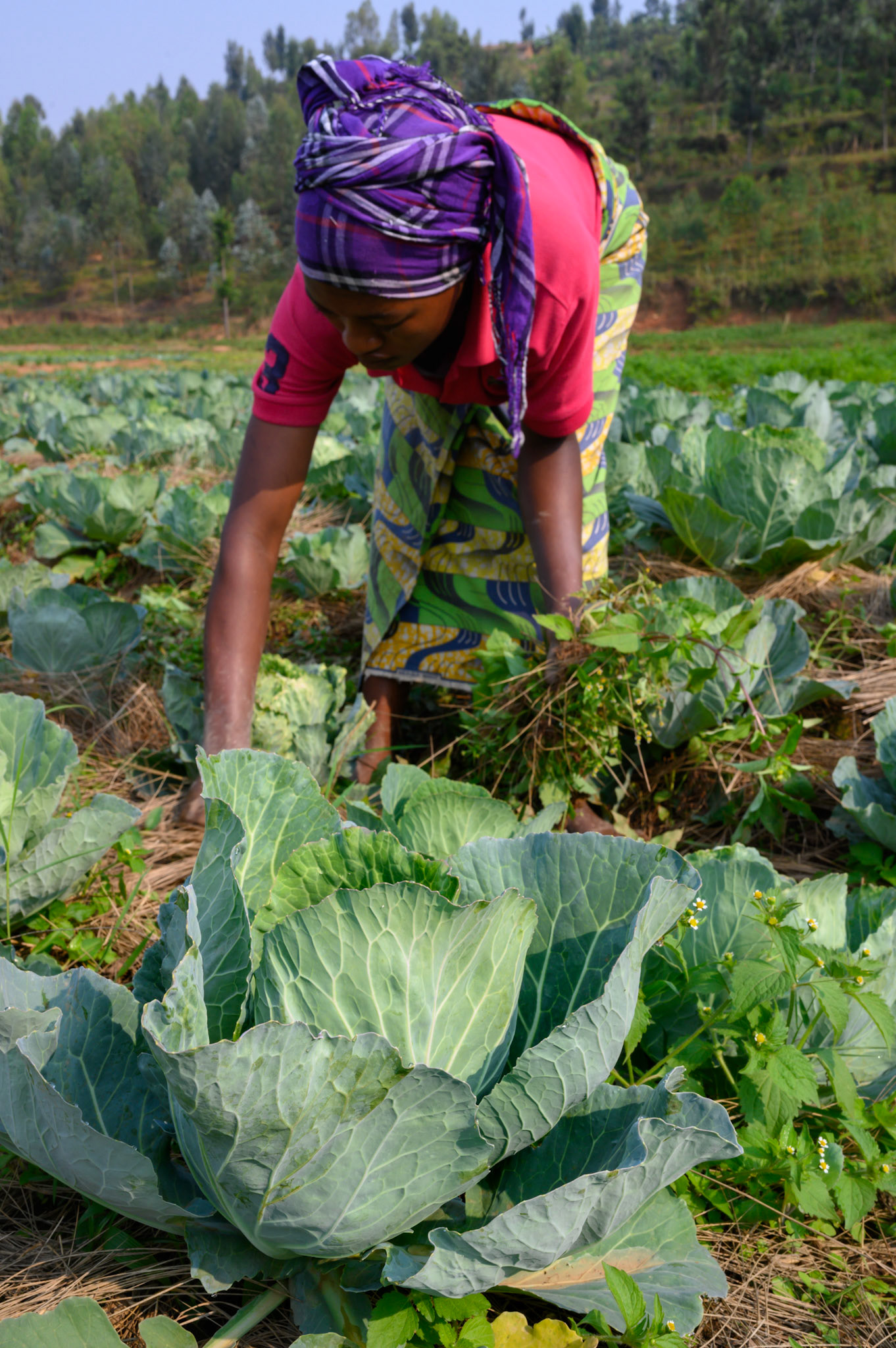 A woman weeds around cabbages. These will be sold at the Bwama Cell market.