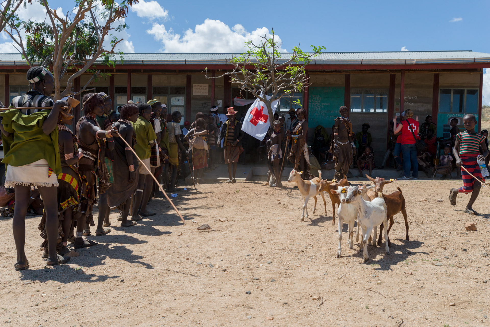 Goats being led away after distribution.
