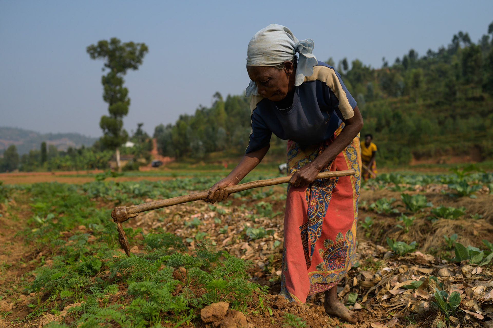 A woman turns the soil around the carrot crop. These will be sold at the Bwama Cell markets.