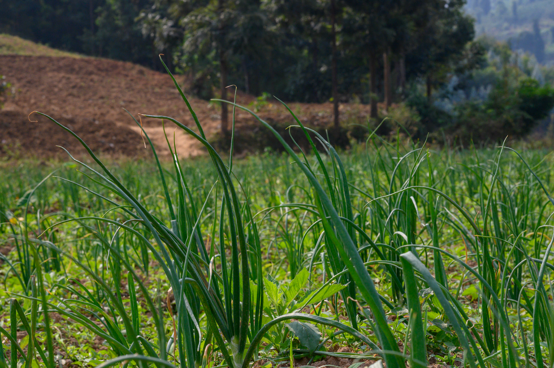 Onions in the collective garden. These will be sold at the Bwama Cell market.