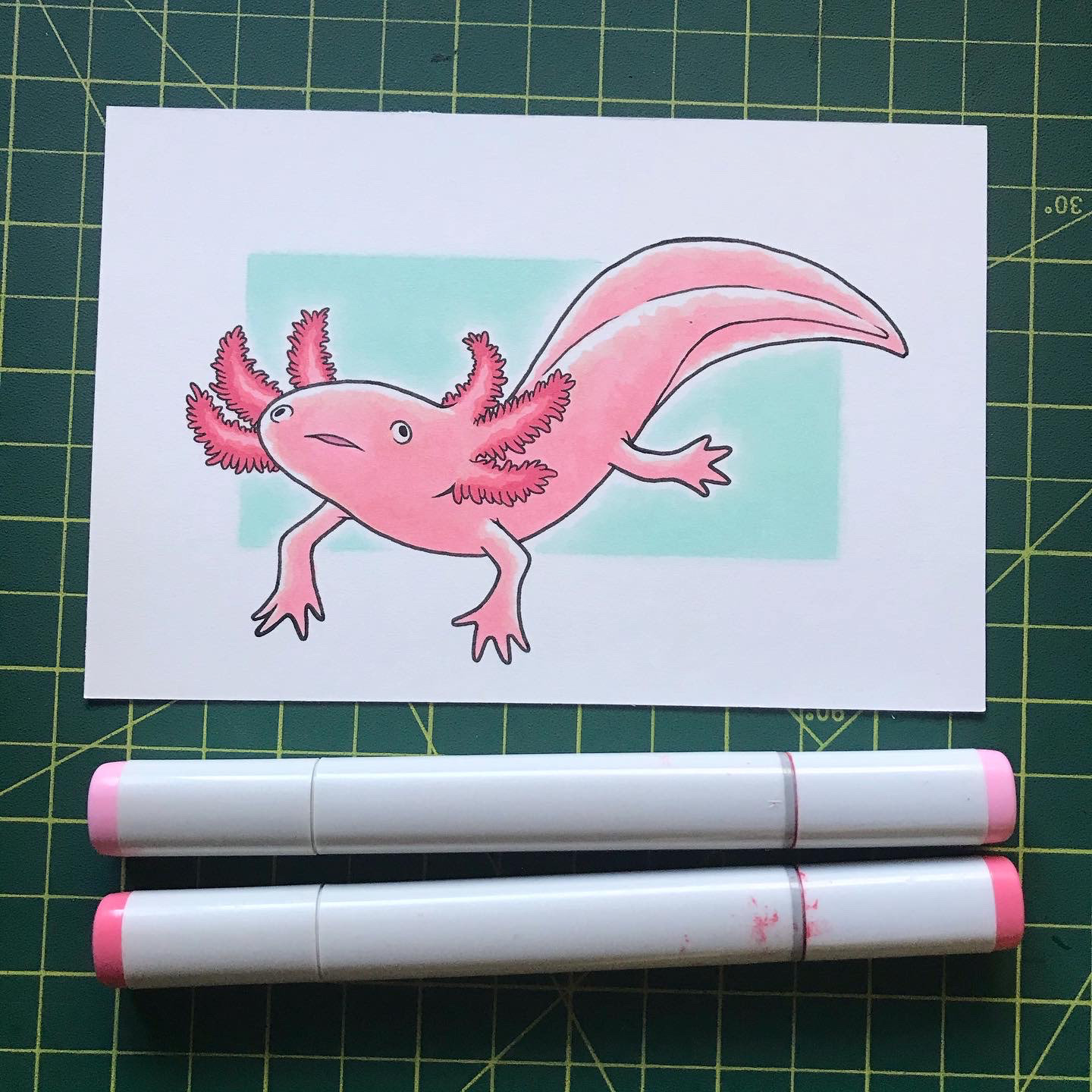 Axolotl