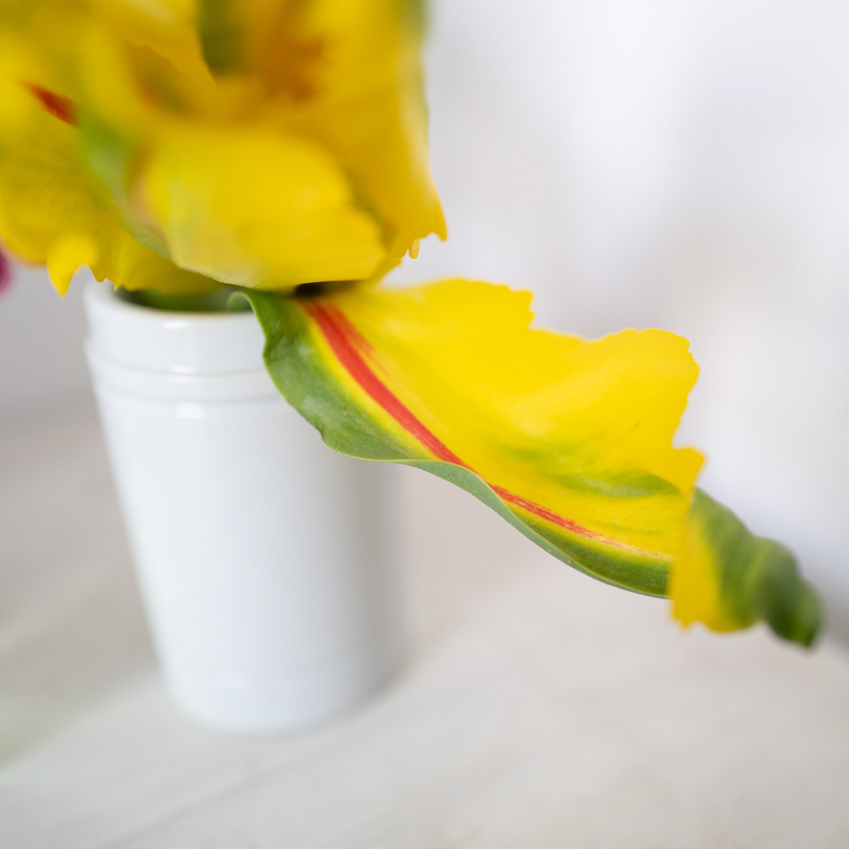 Tulpe