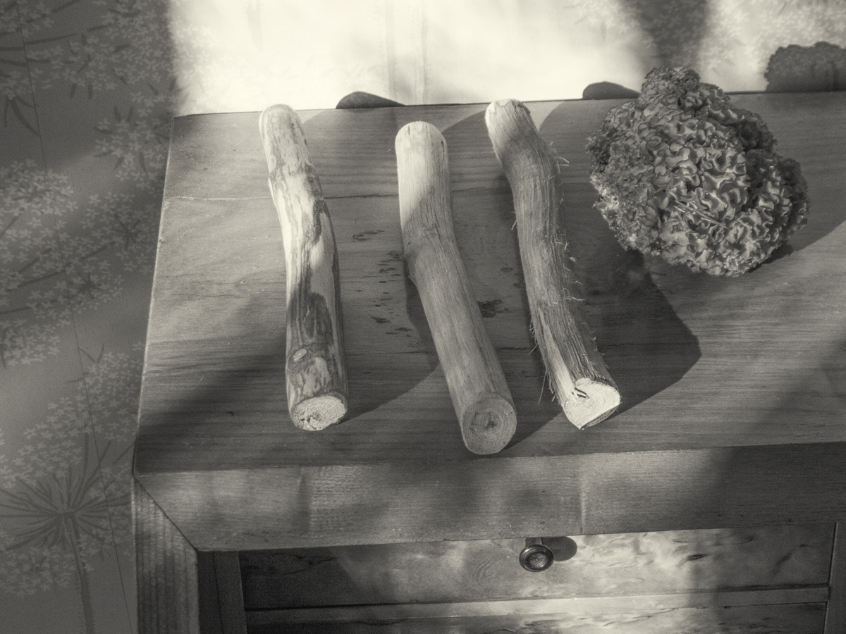 Dreierlei Holz und Pilz