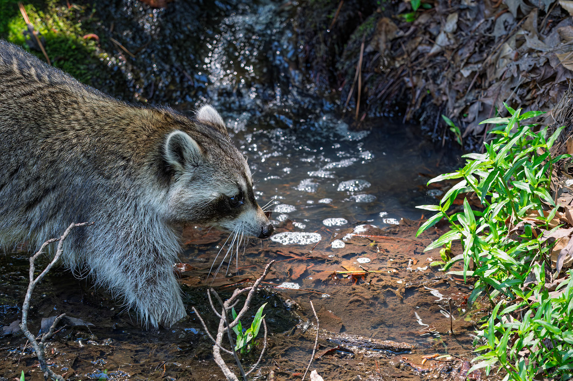 Raccoon