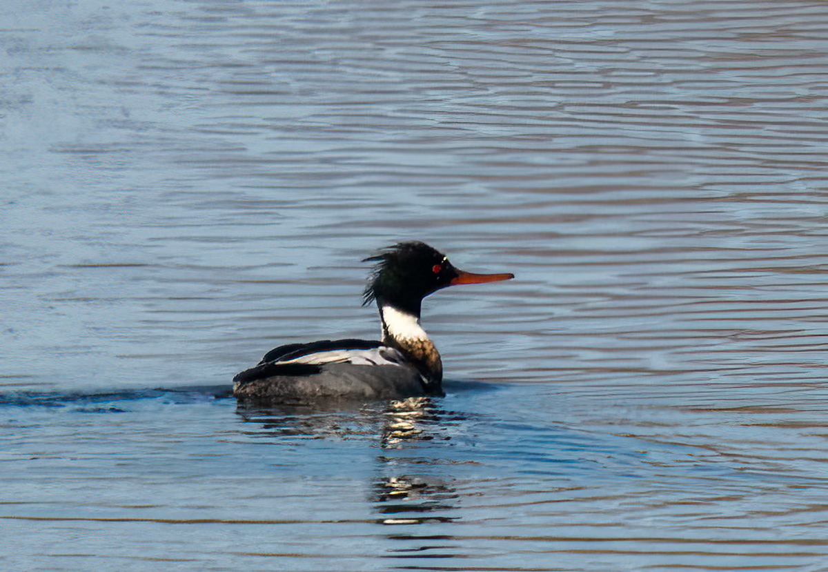 Red-breasted merganser