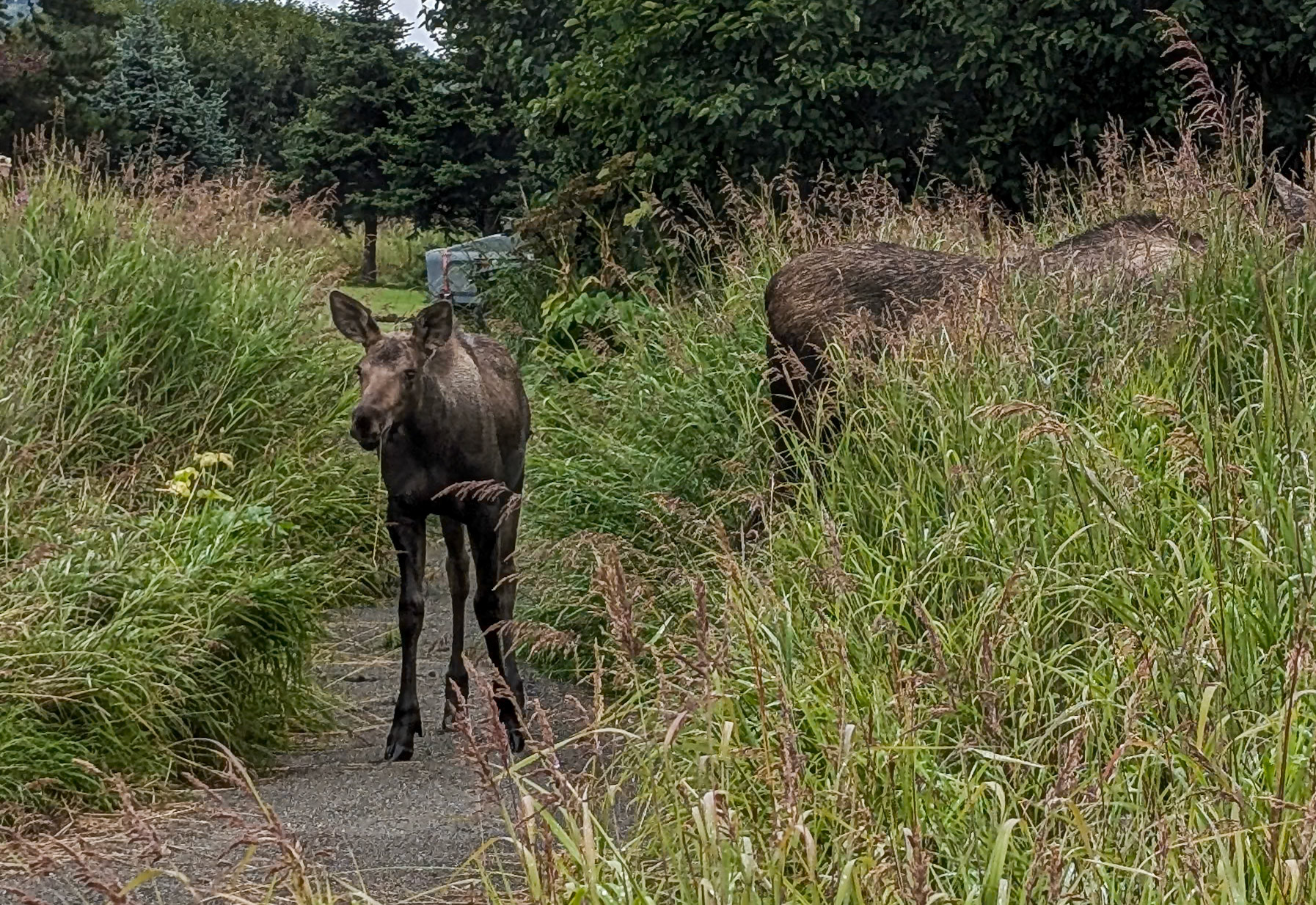 Young Moose