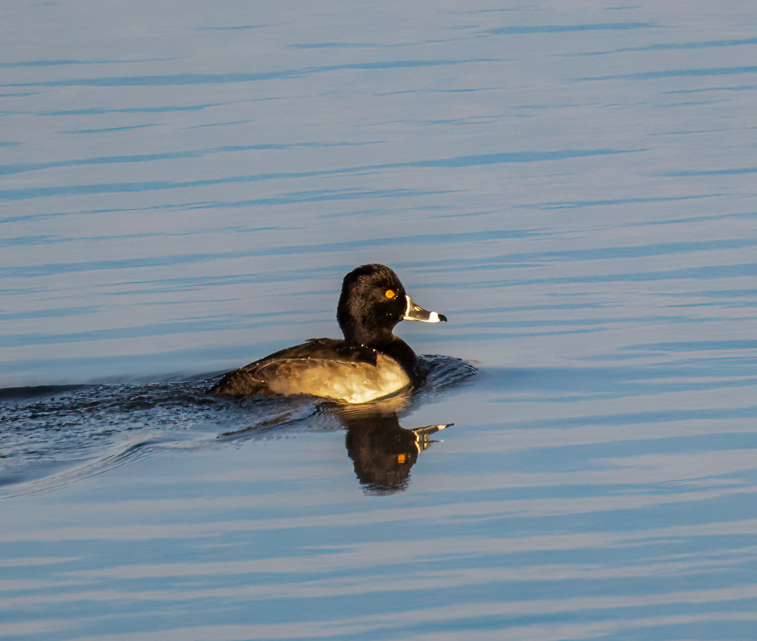 Ring-necked Duck