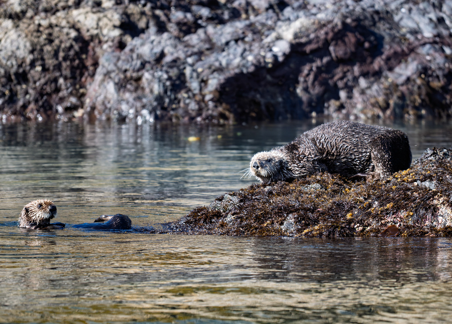 Mother Sea Otter with Young