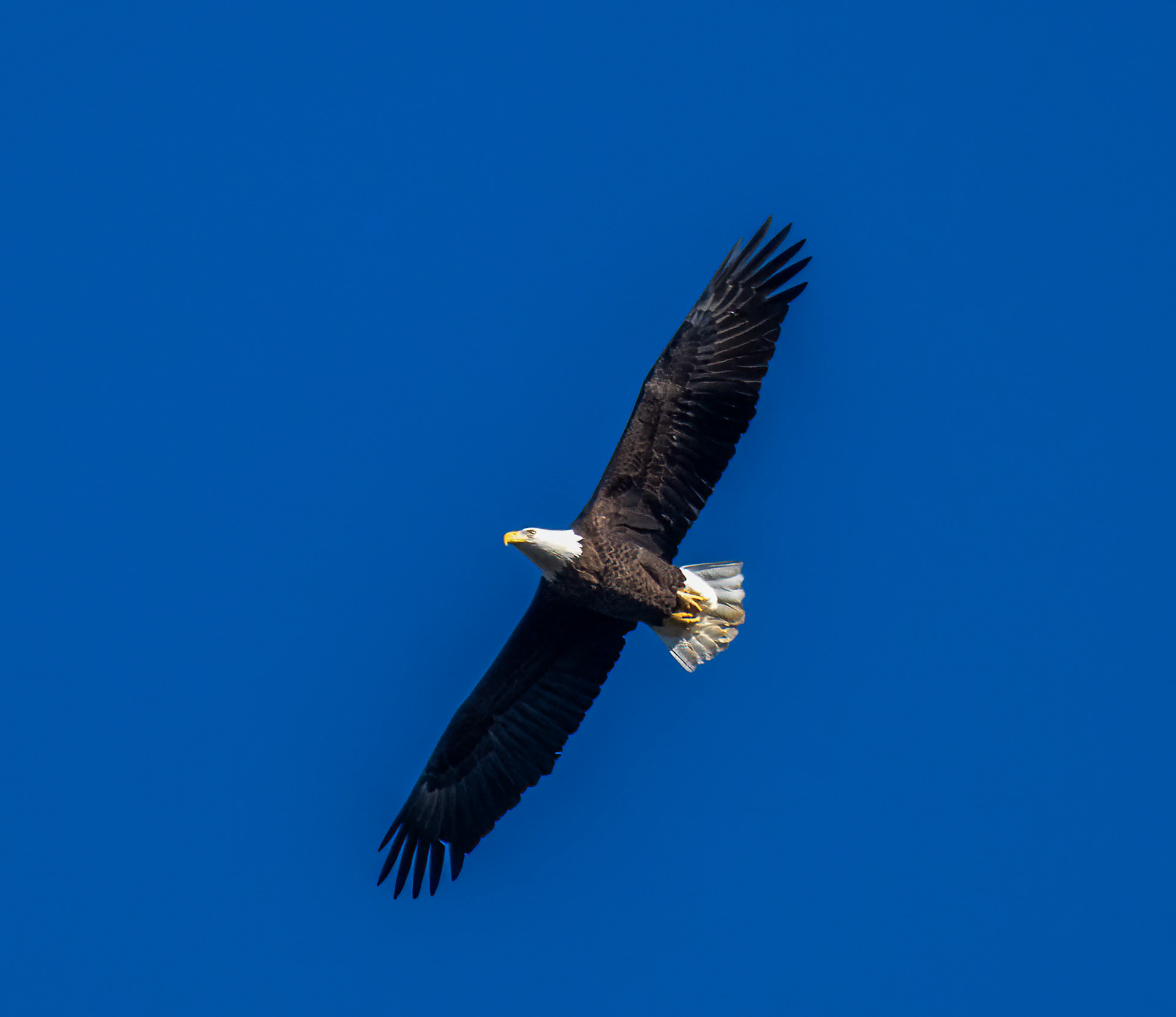 Bald Eagle