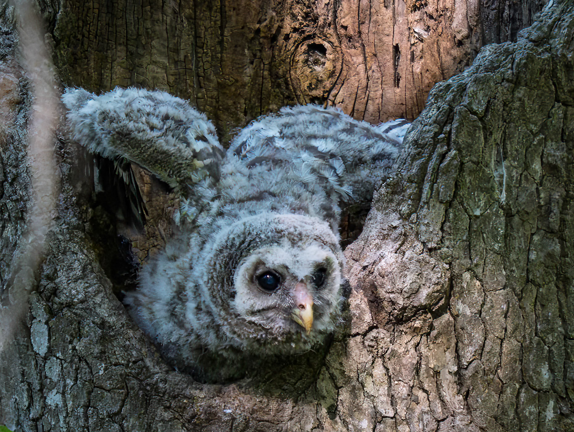 Baby Barred Owl