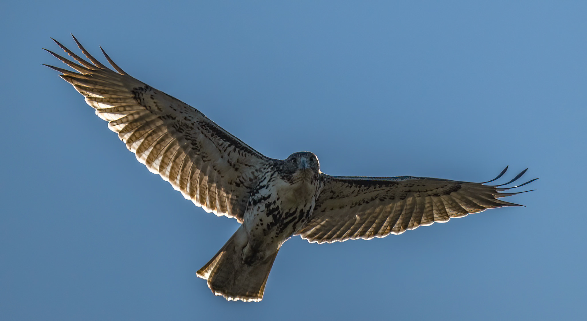 Red-tailed hawk