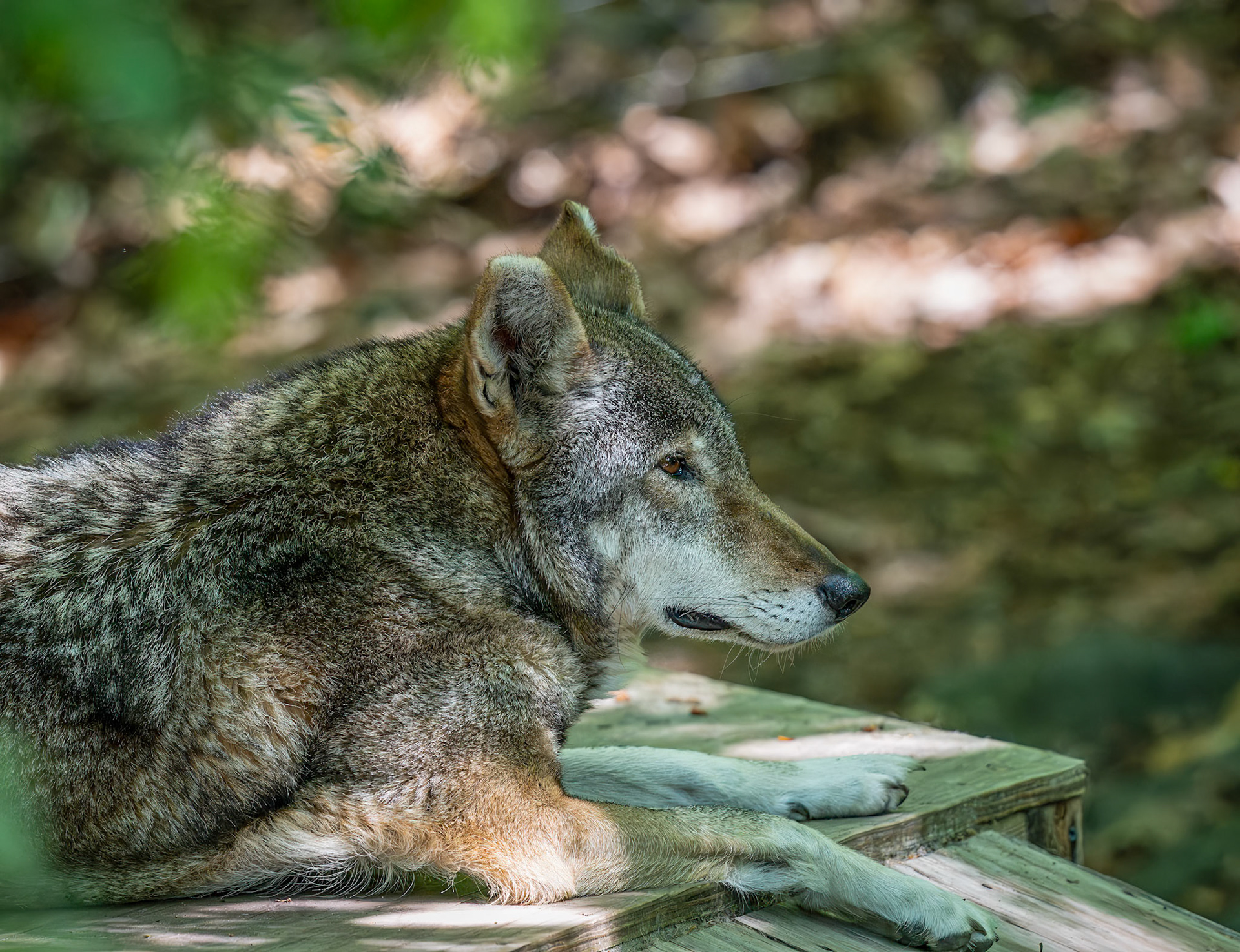 Red Wolf