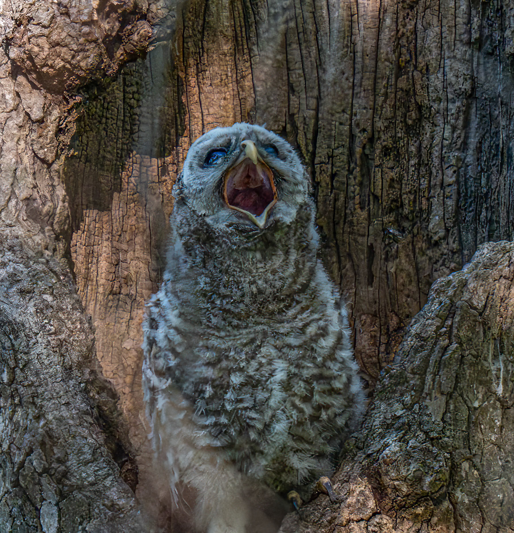Baby Barred Owl