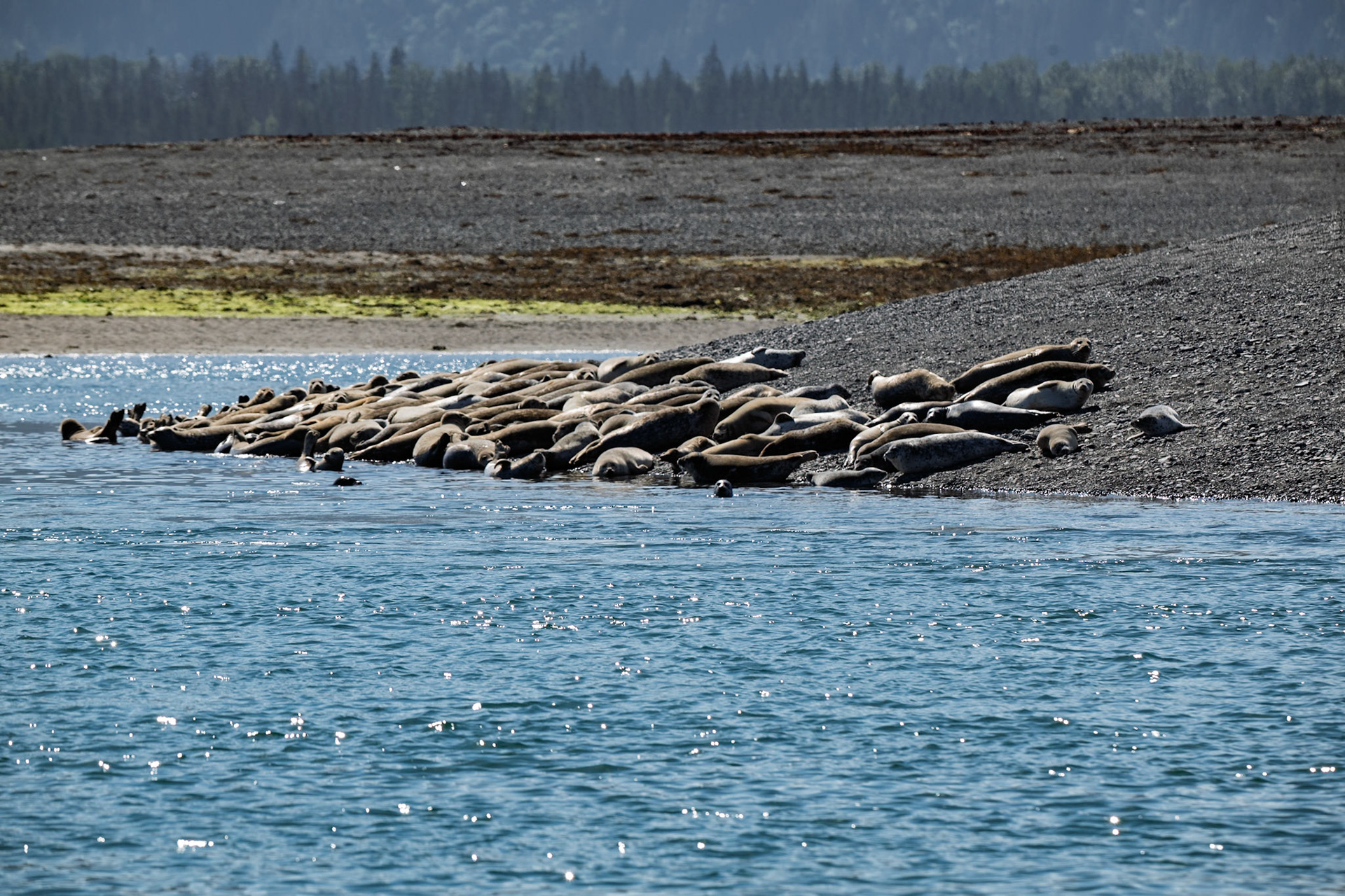 Harbor Seals