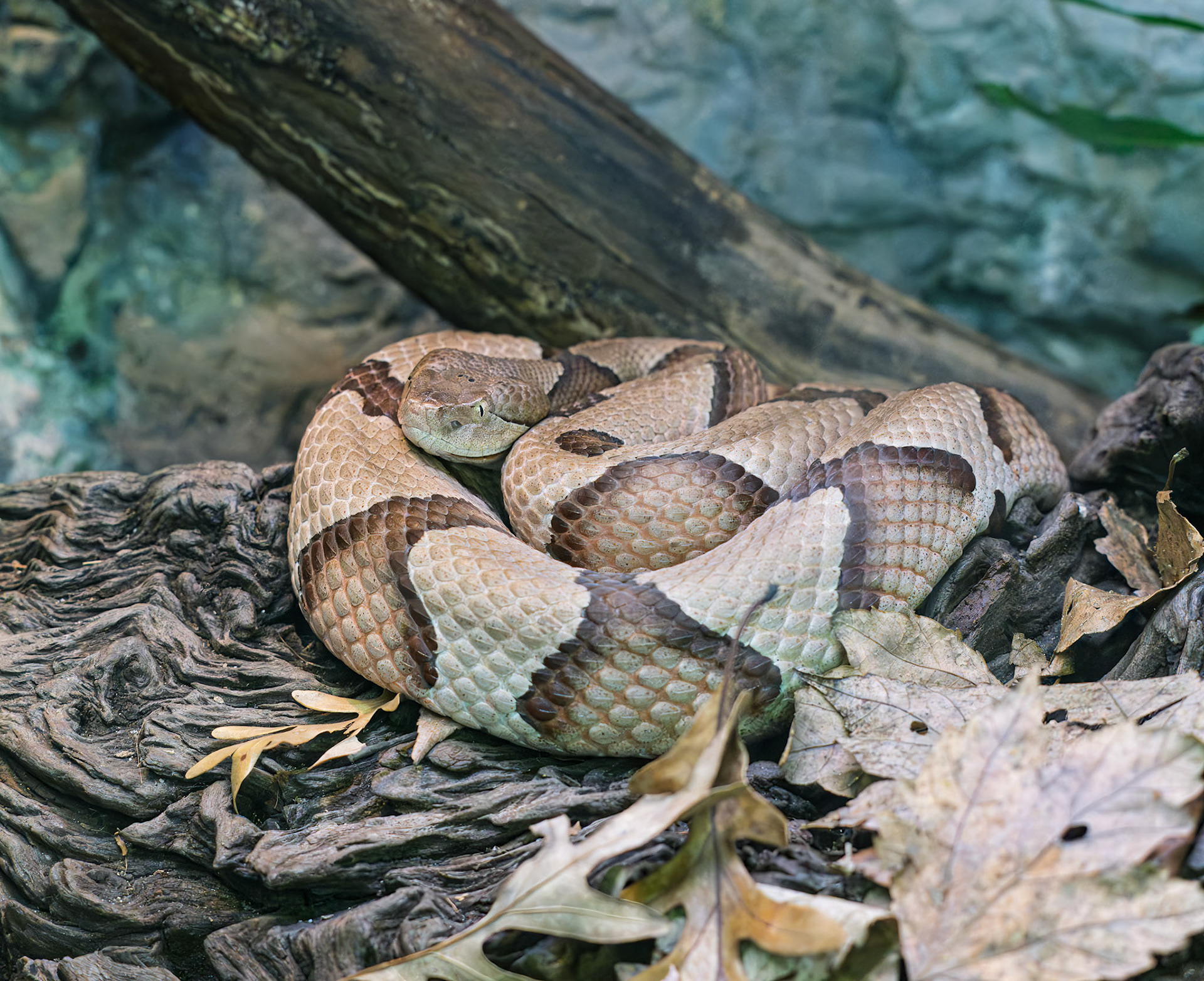 Copperhead