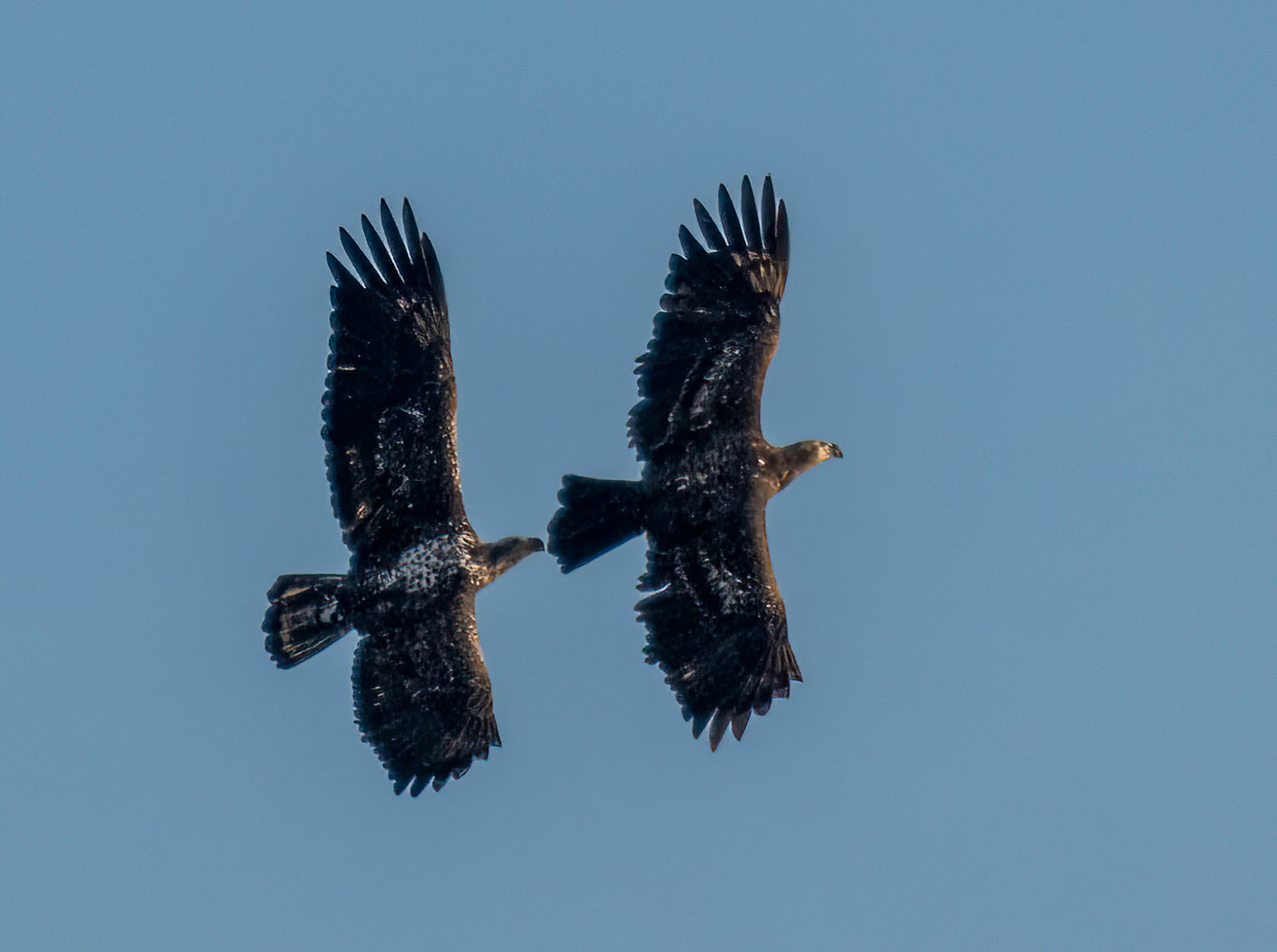 Young Eagles