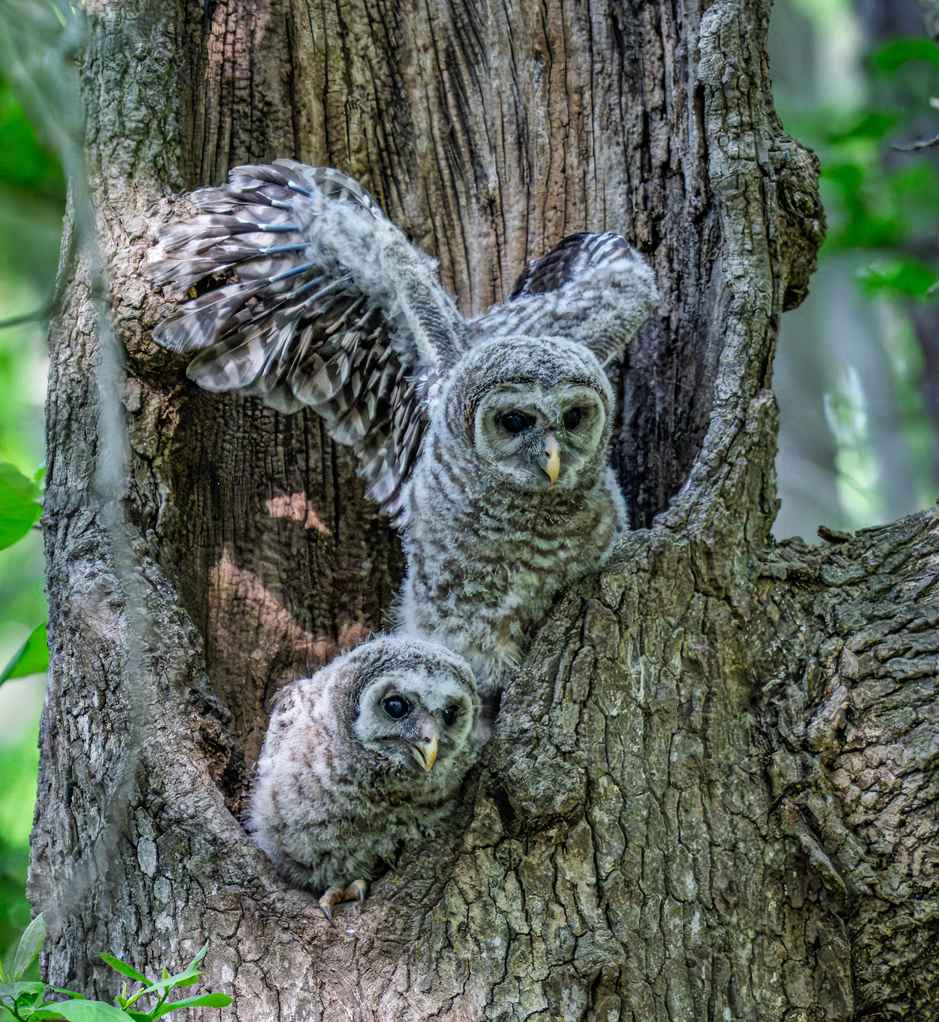 Baby Barred Owl