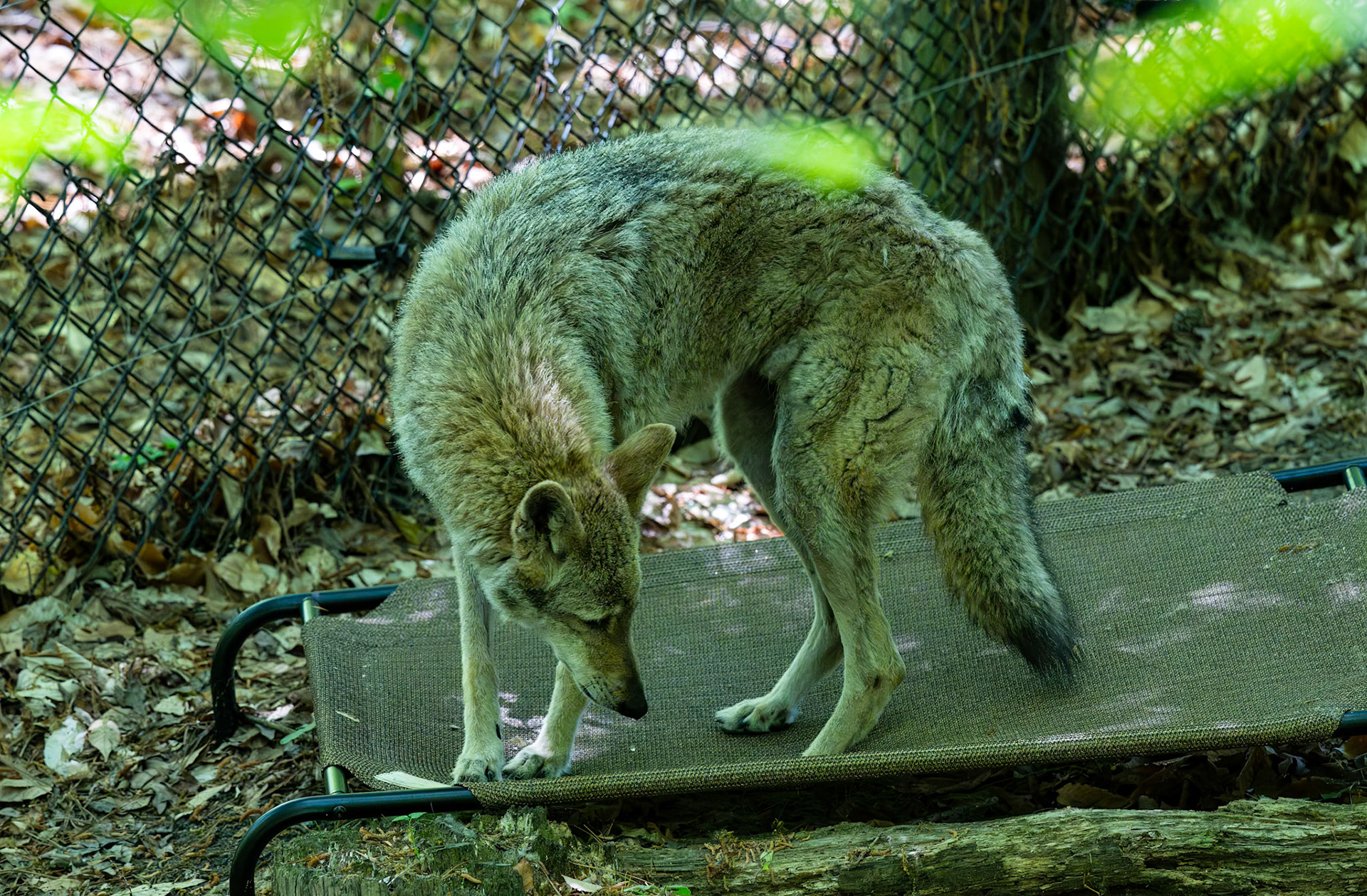 Coyote