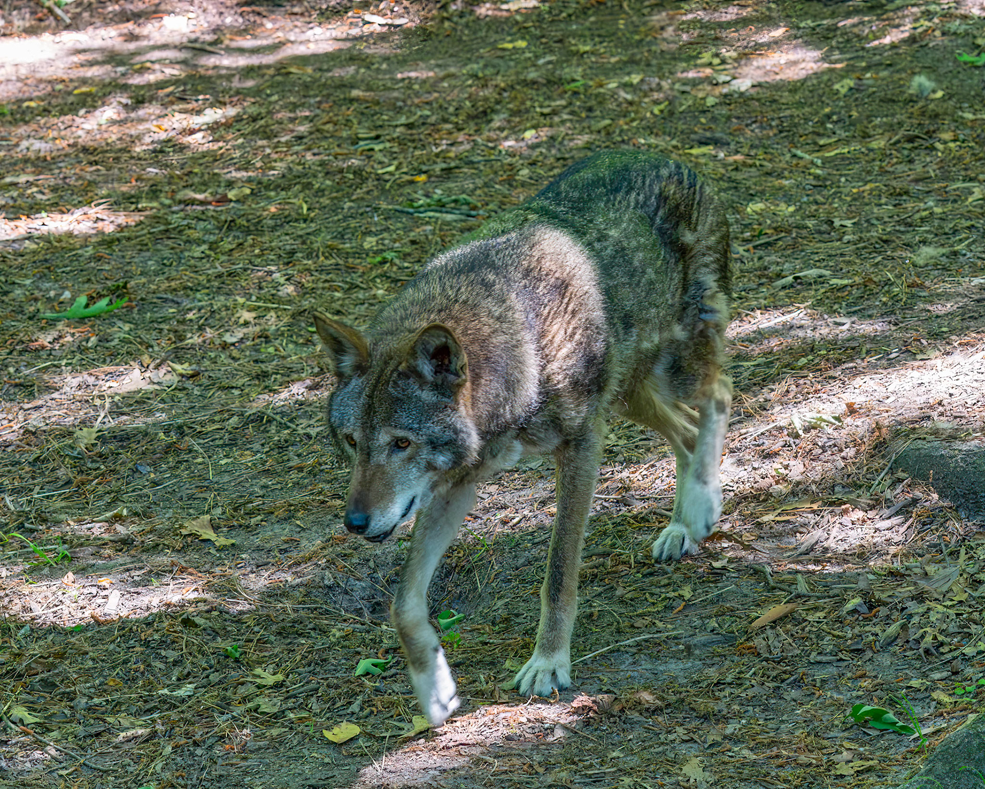 Red Wolf