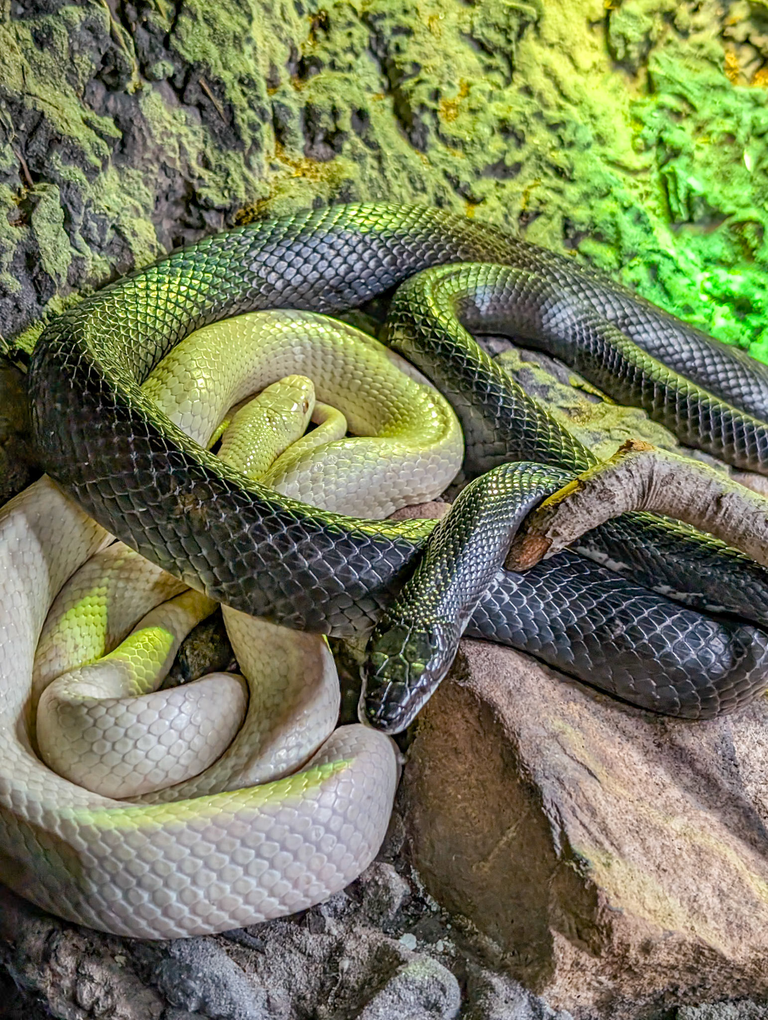 Black rat snake black rat snake
