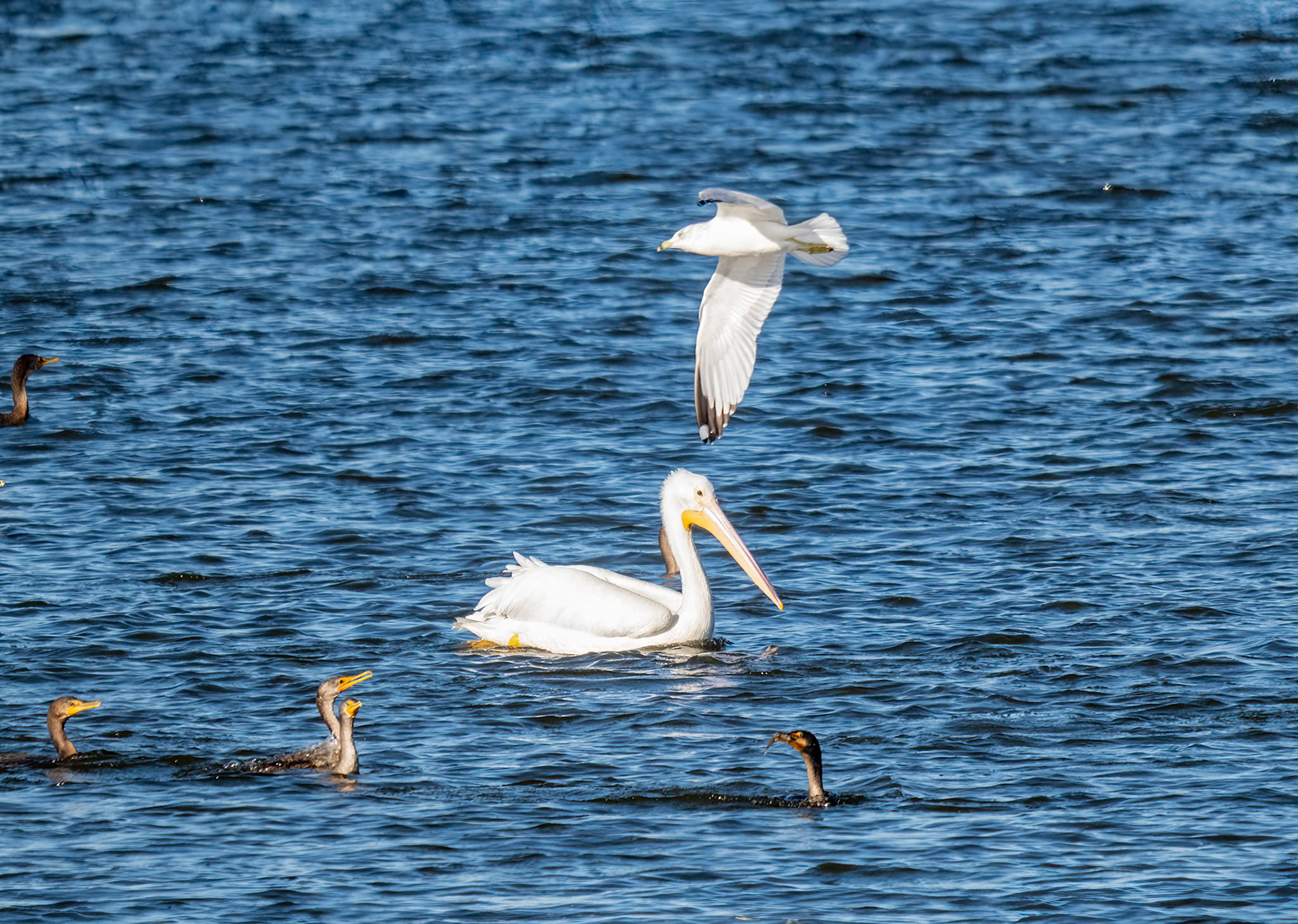 Pelican, Seagull, and Cormorants