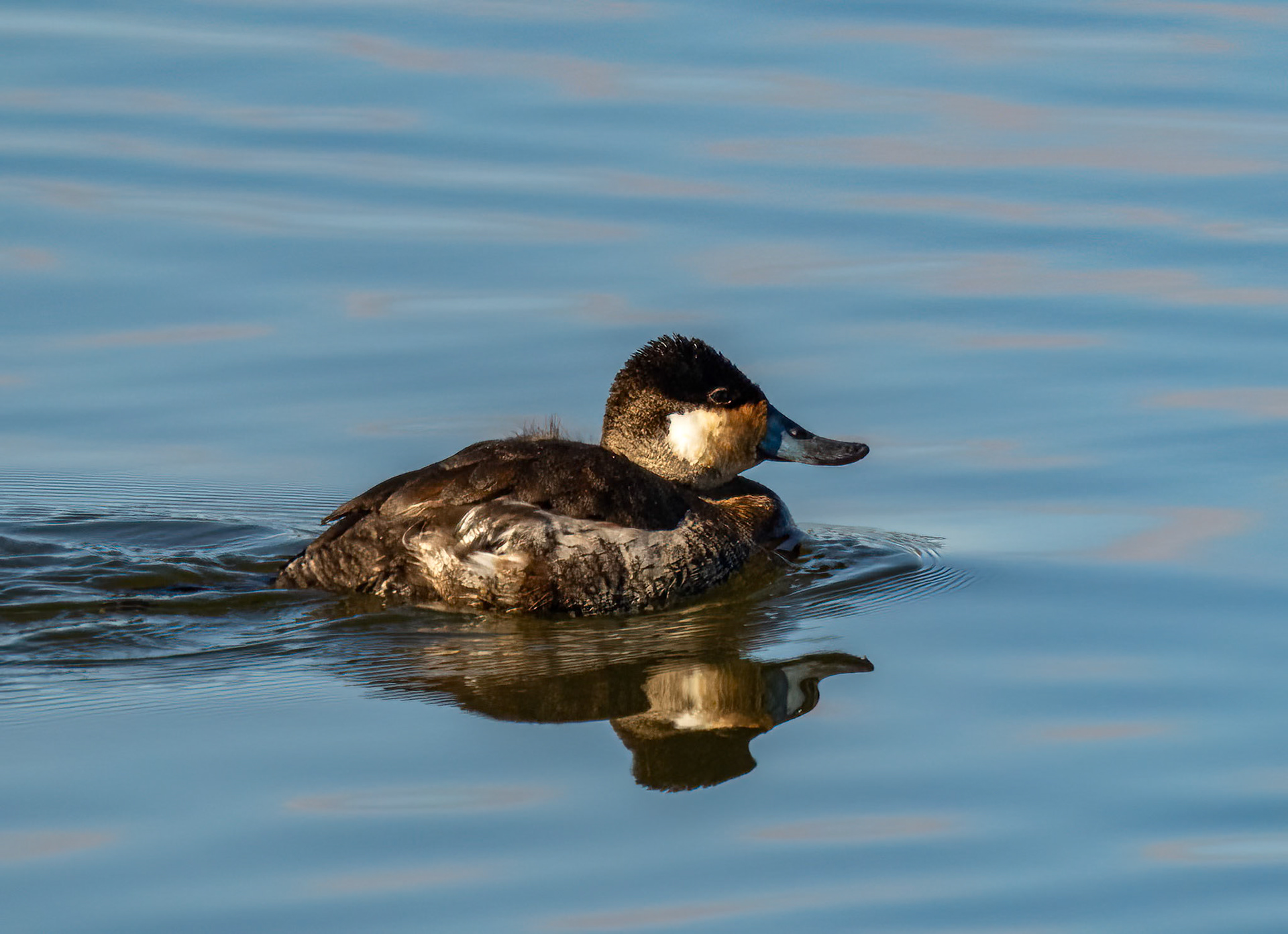 Ruddy duck