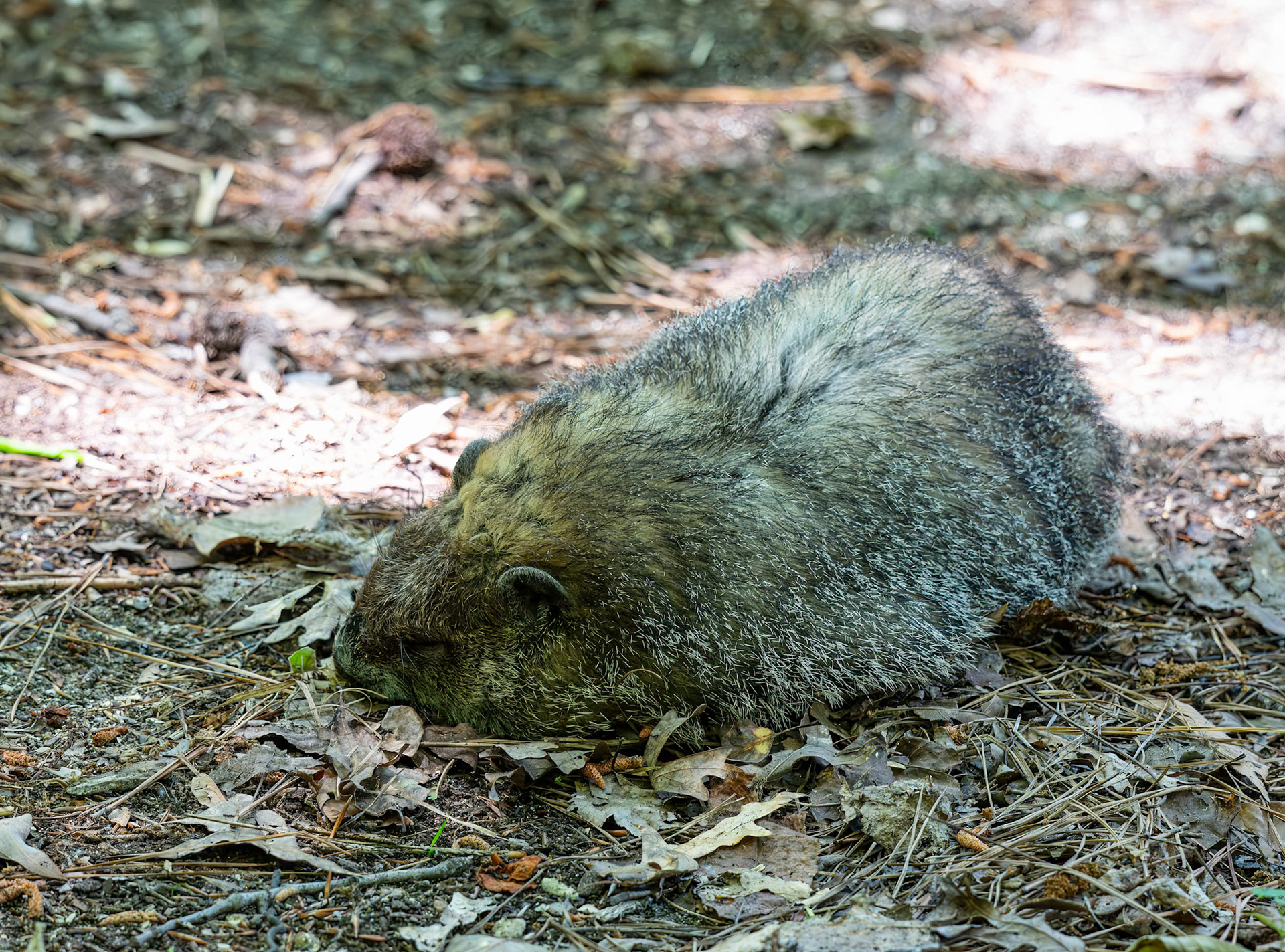 Groundhog