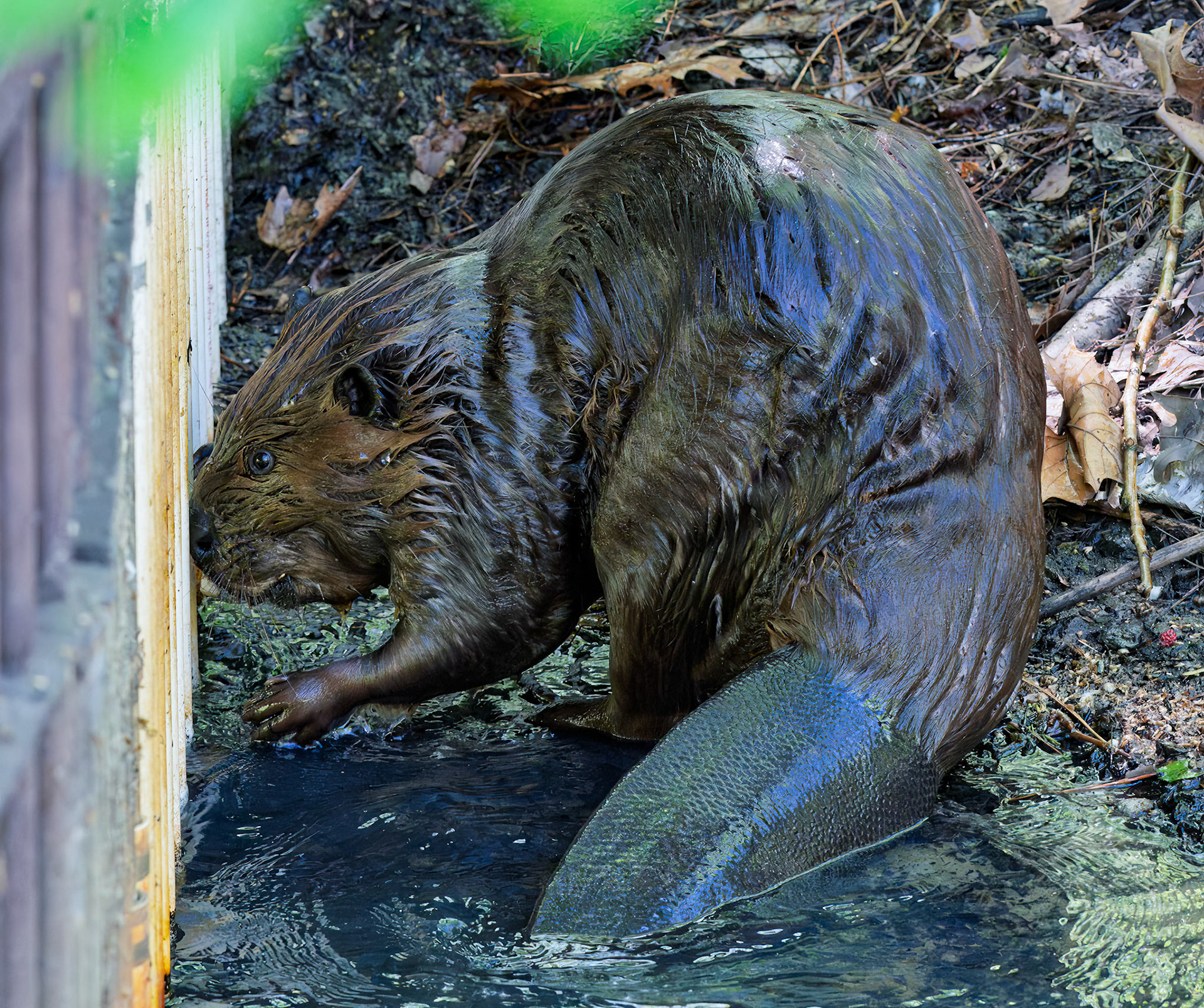 Beaver